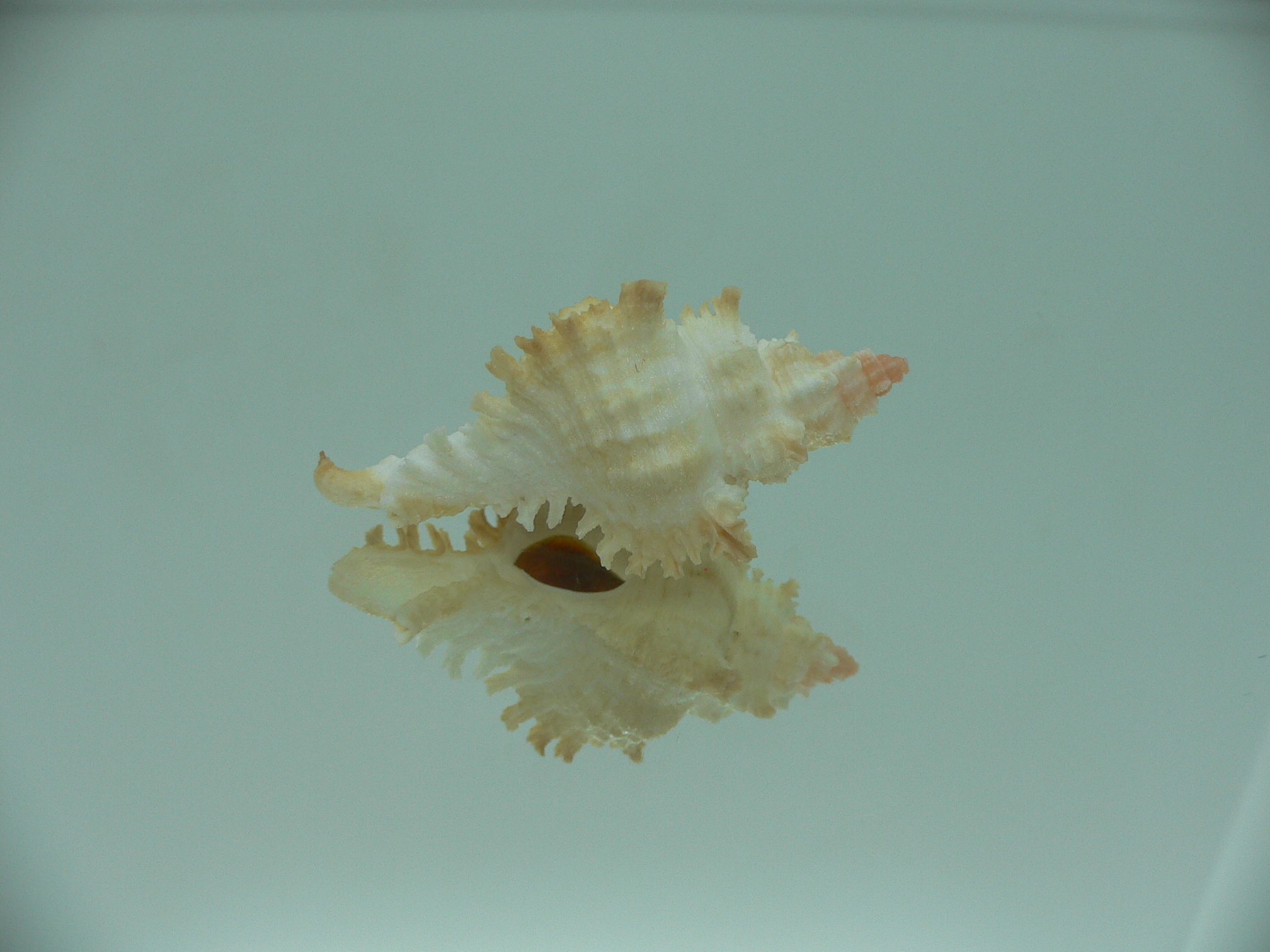 Chicoreus banksii LIGHT