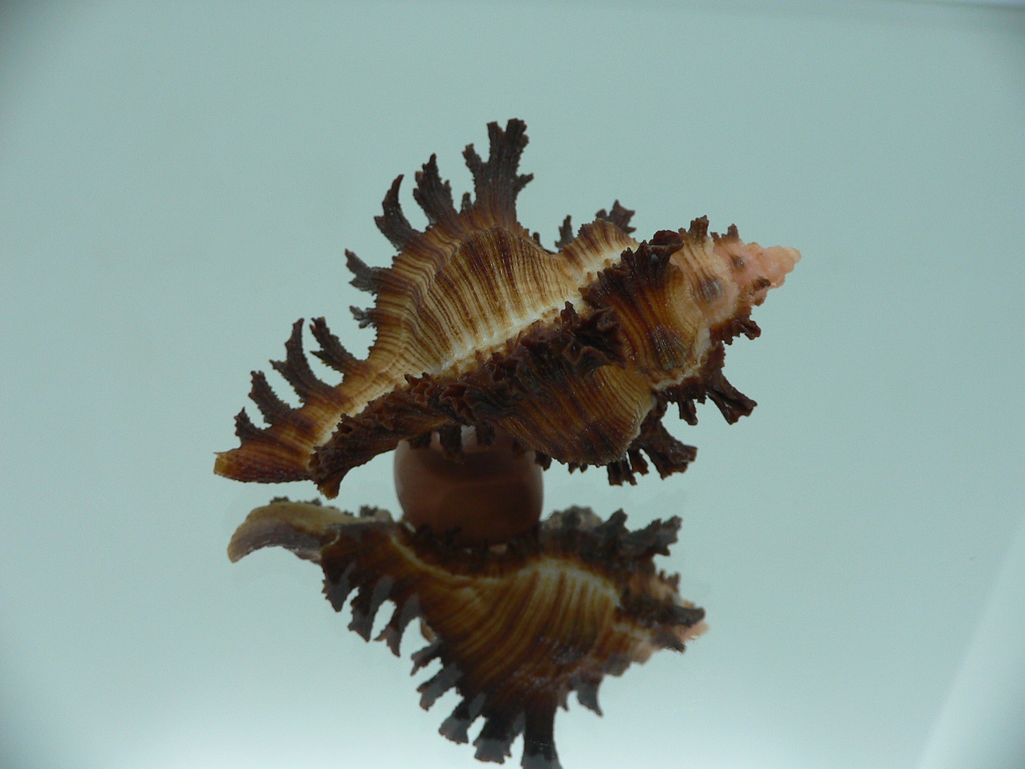 Chicoreus banksii LIGHT STRIP