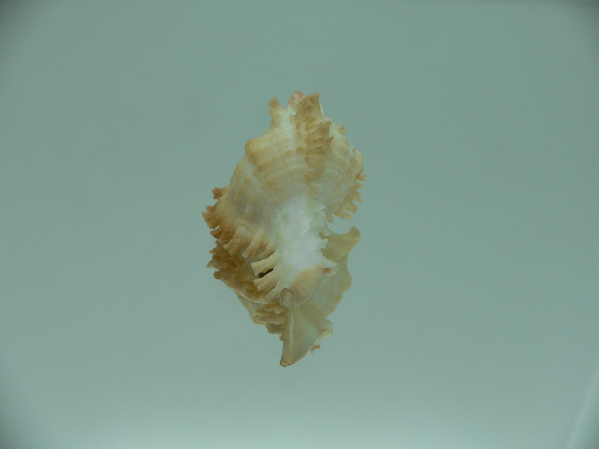 Chicoreus banksii LIGHT