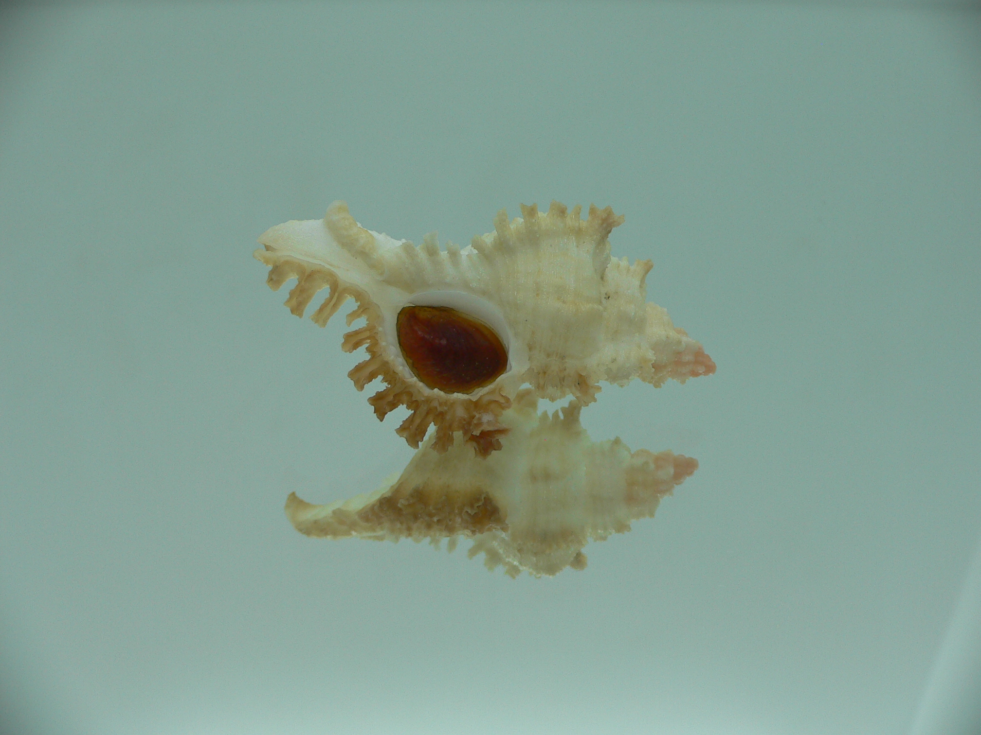 Chicoreus banksii LIGHT