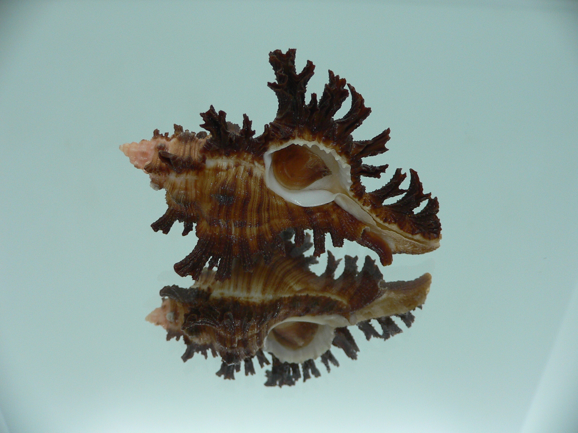 Chicoreus banksii LIGHT STRIP