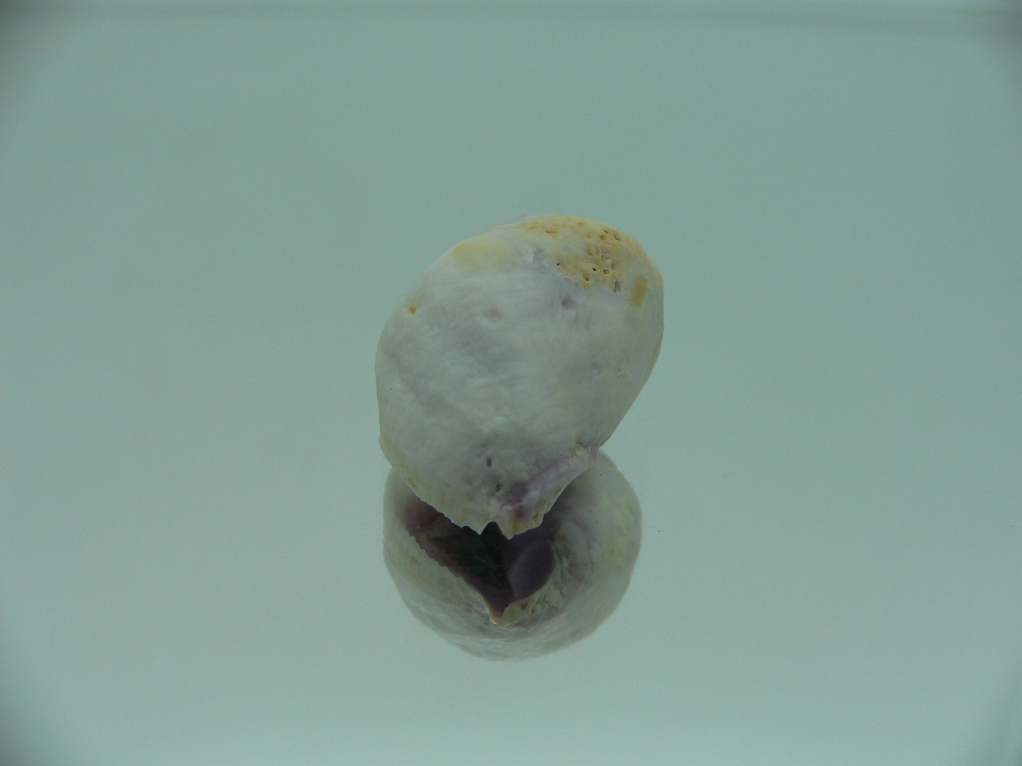 Coralliophila violacea LILAC