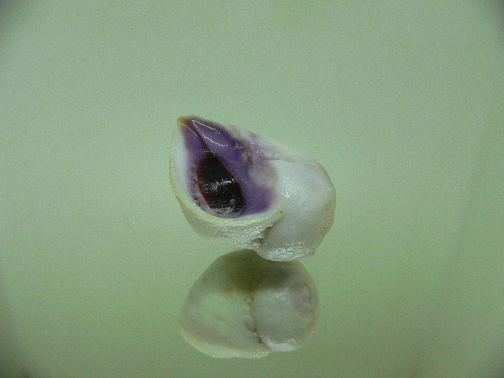 Coralliophila violacea LILAC