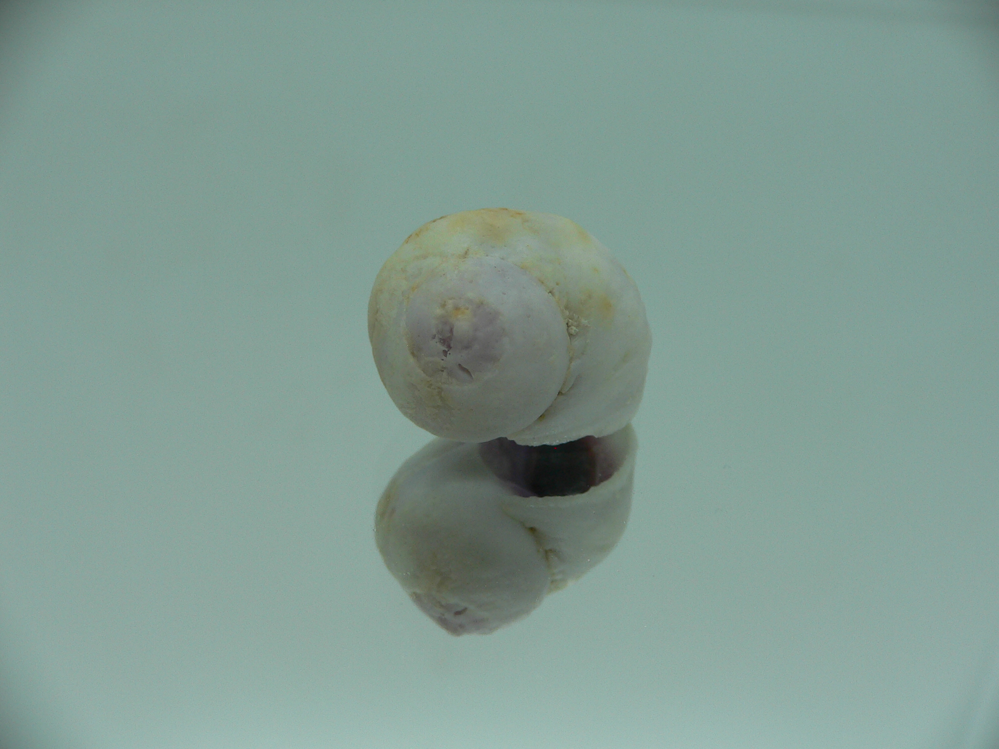 Coralliophila violacea LILAC