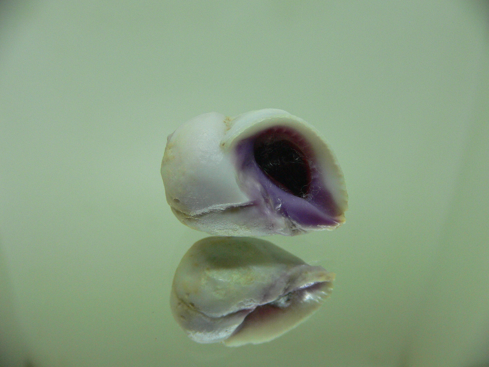 Coralliophila violacea LILAC