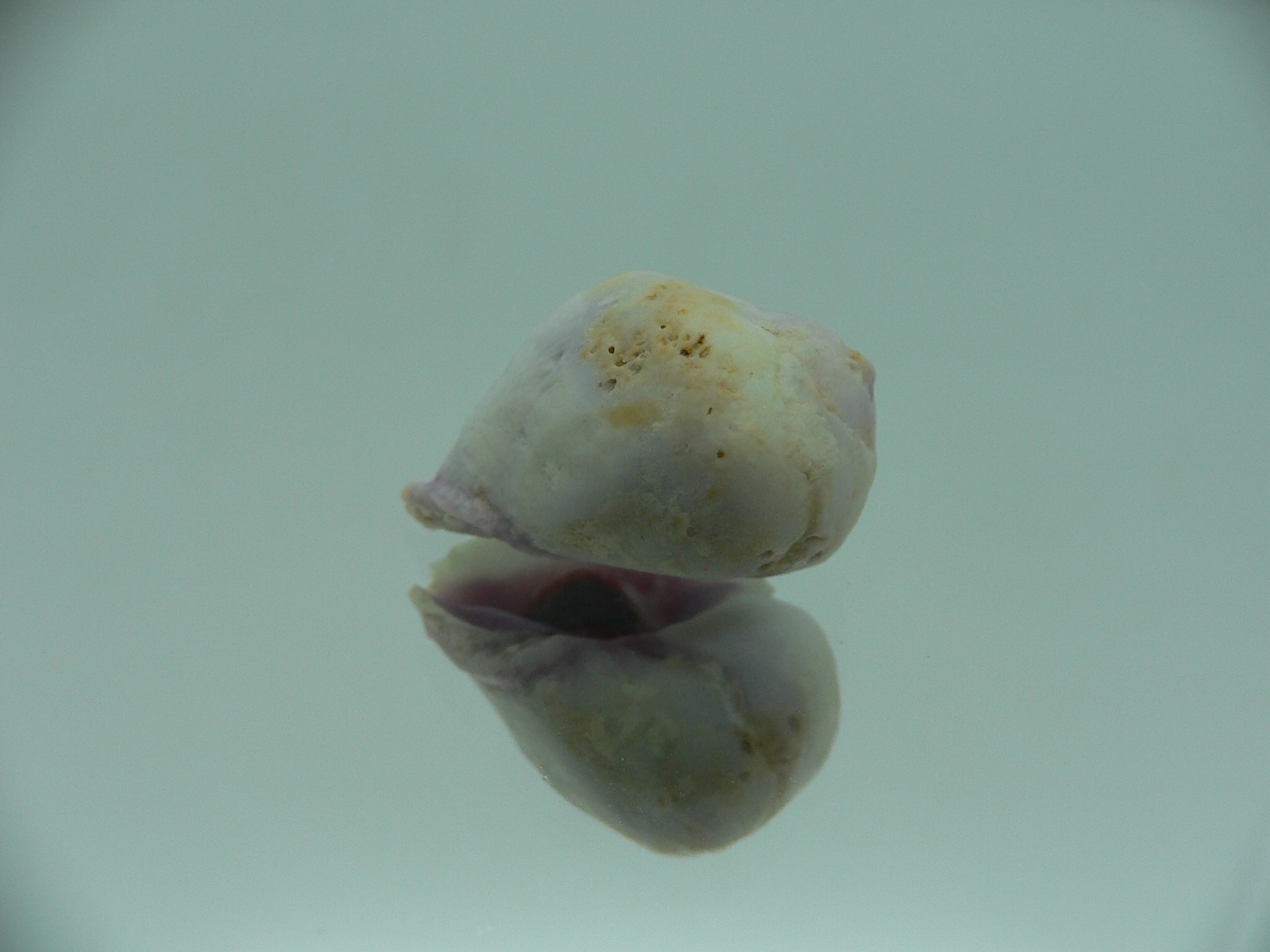 Coralliophila violacea LILAC