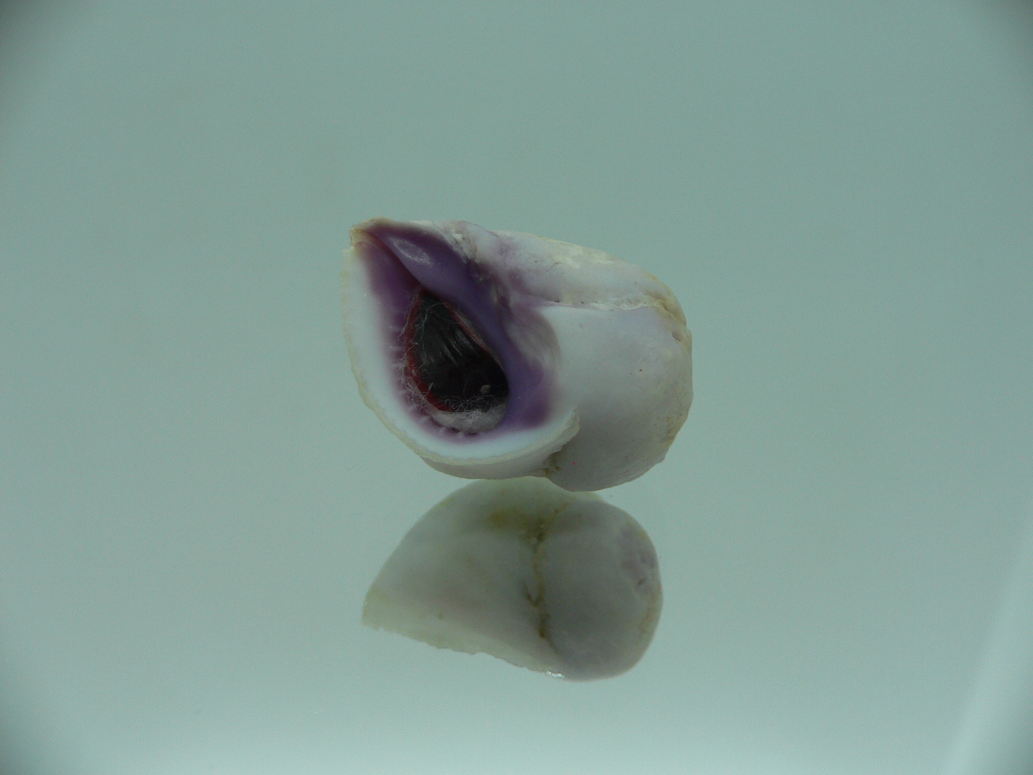 Coralliophila violacea LILAC