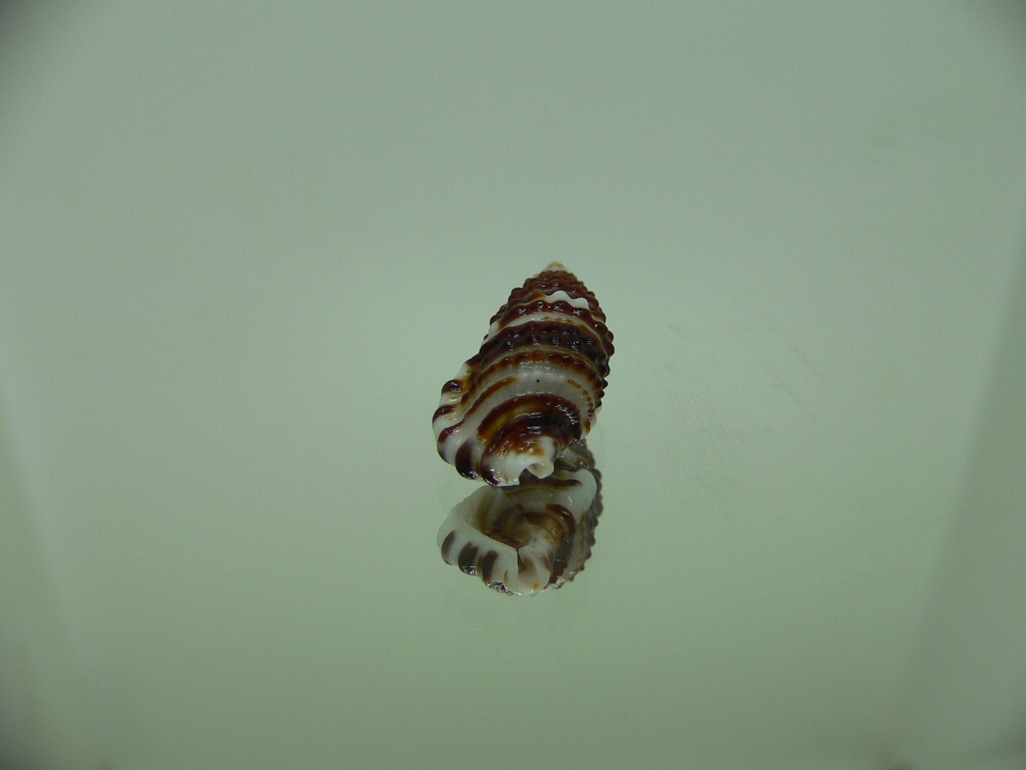 Clypeomorus cf. pellucida STRIPES & DARK