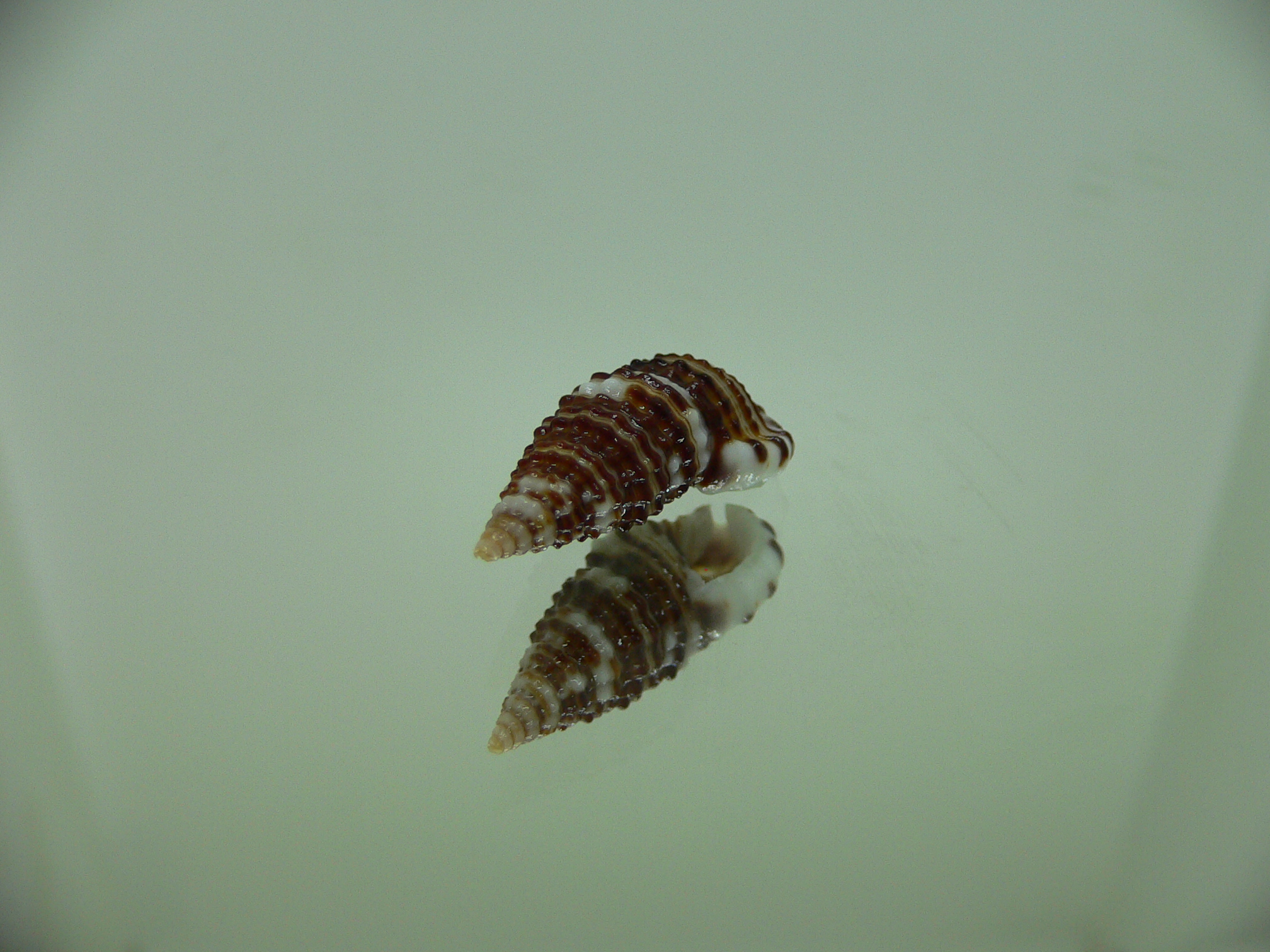 Clypeomorus cf. pellucida STRIPES & DARK