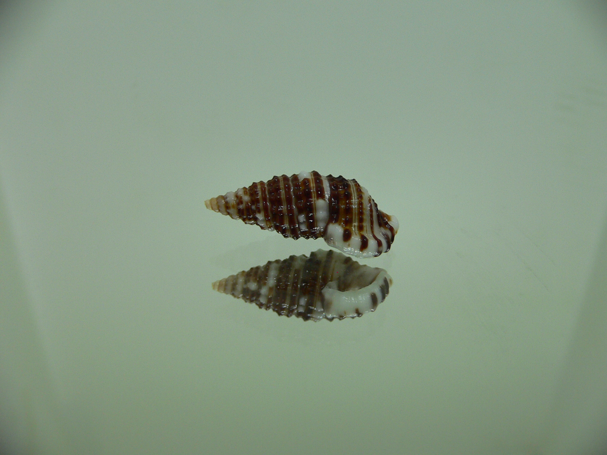 Clypeomorus cf. pellucida STRIPES & DARK