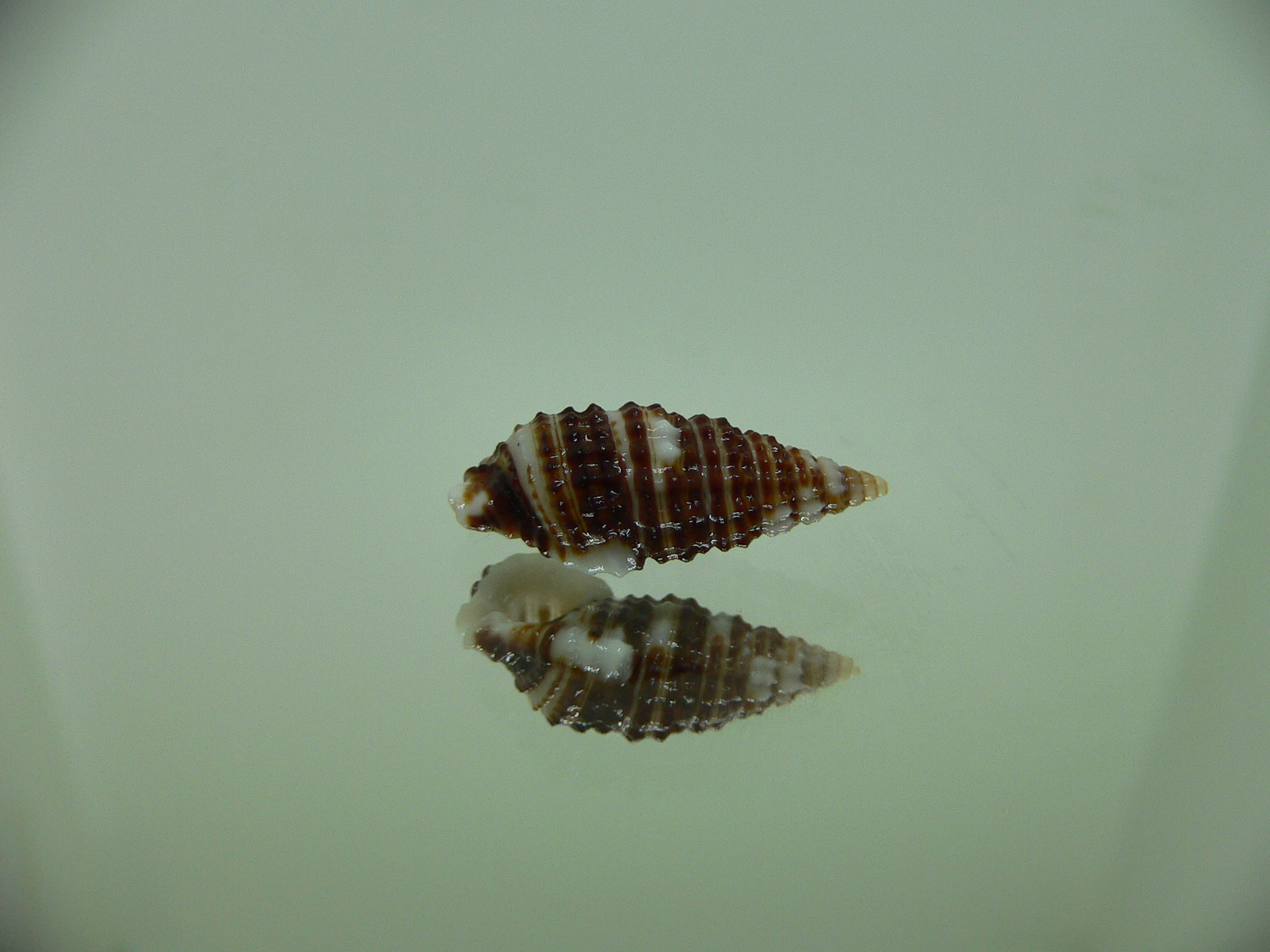 Clypeomorus cf. pellucida STRIPES & DARK