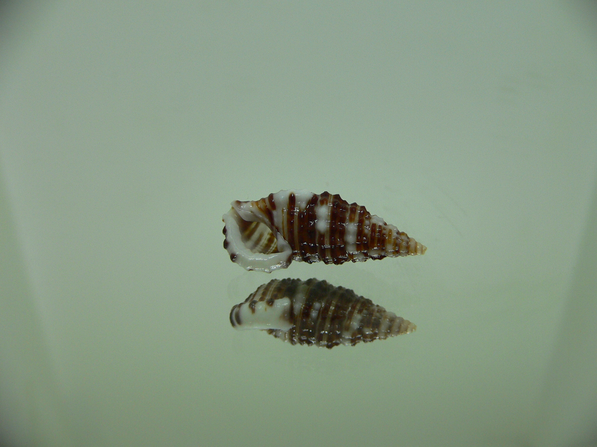 Clypeomorus cf. pellucida STRIPES & DARK