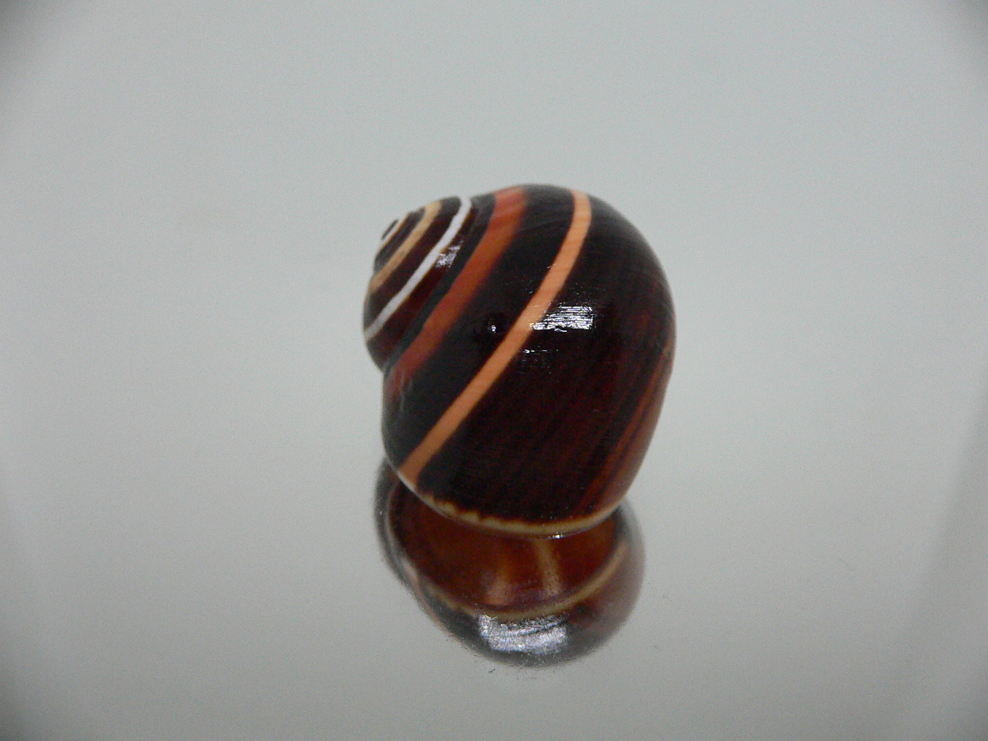 Polymita picta iolimbata RARE & SUPER