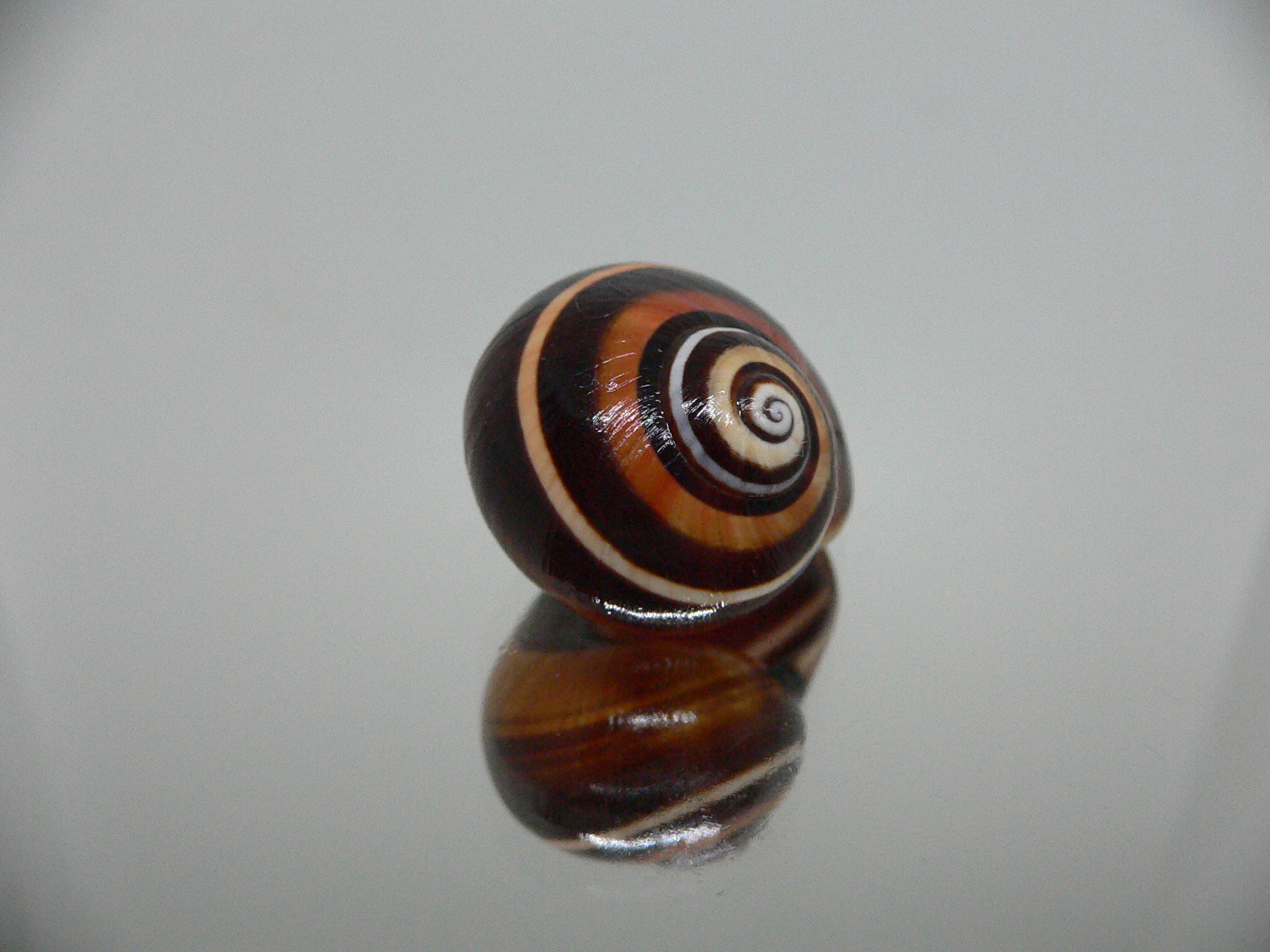 Polymita picta iolimbata RARE & SUPER