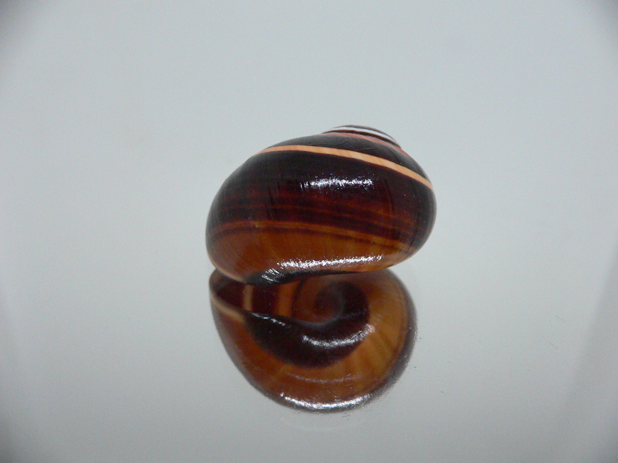 Polymita picta iolimbata RARE & SUPER