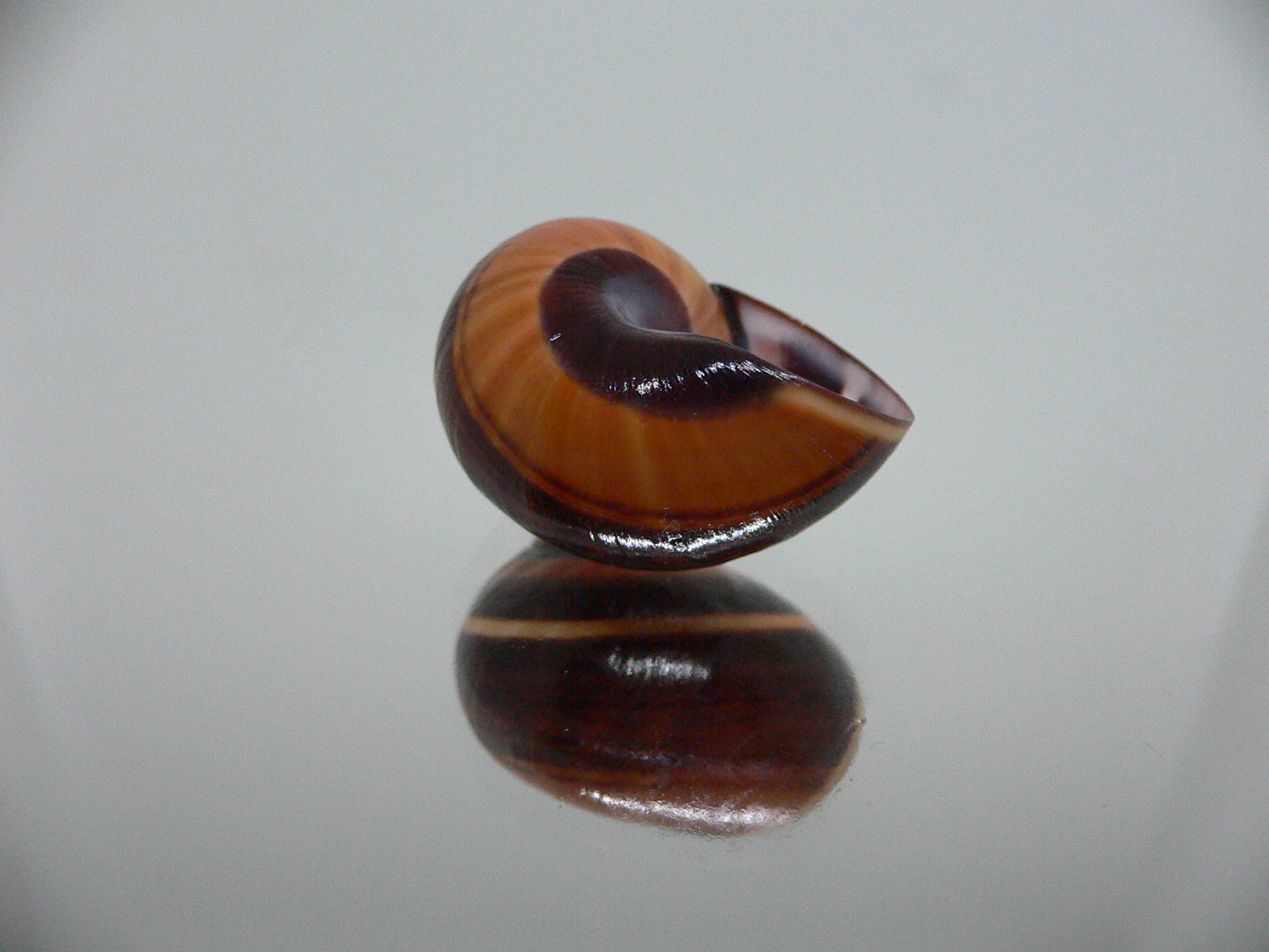 Polymita picta iolimbata RARE & SUPER