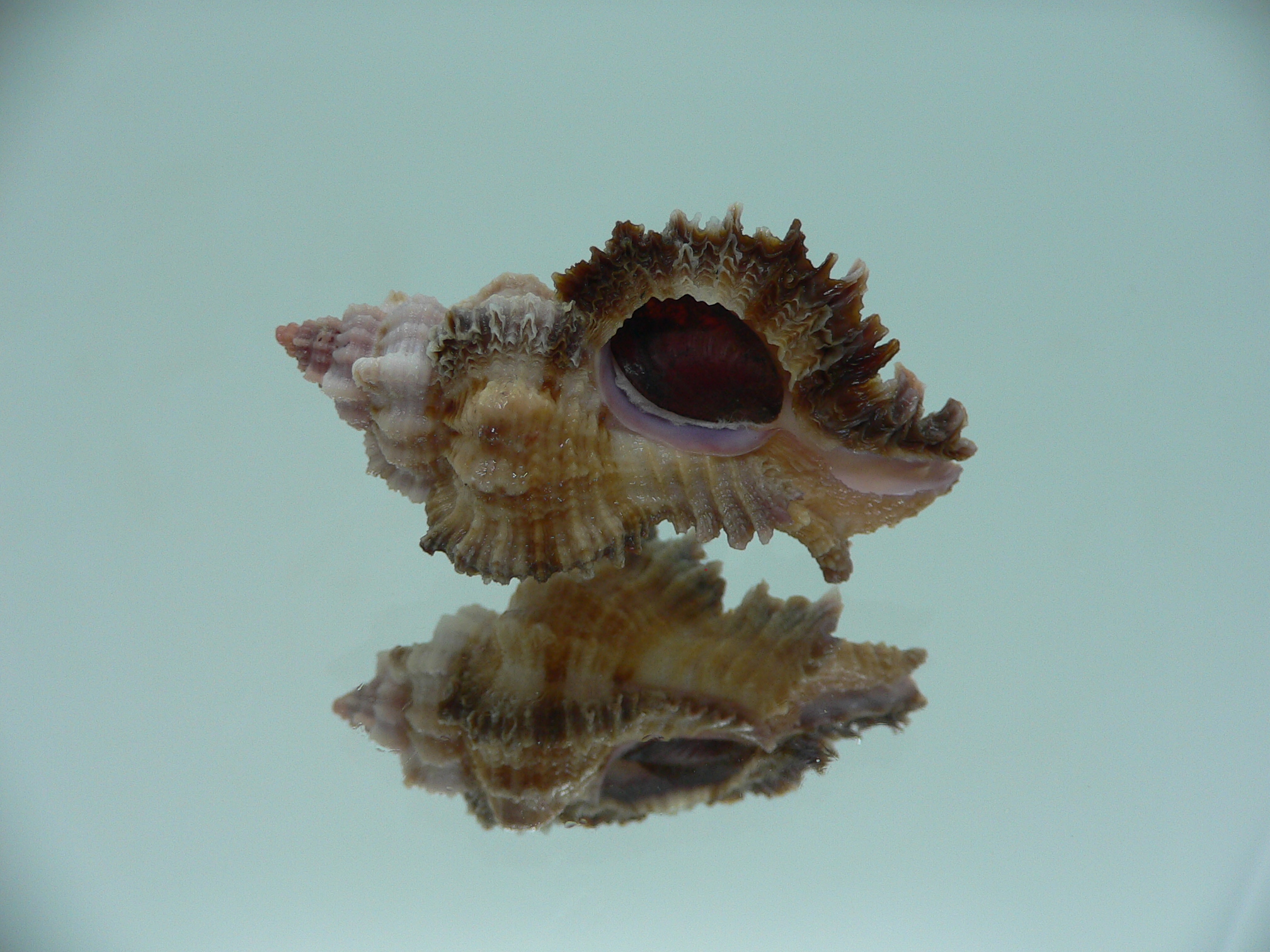 Chicomurex laciniatus BICOLOR