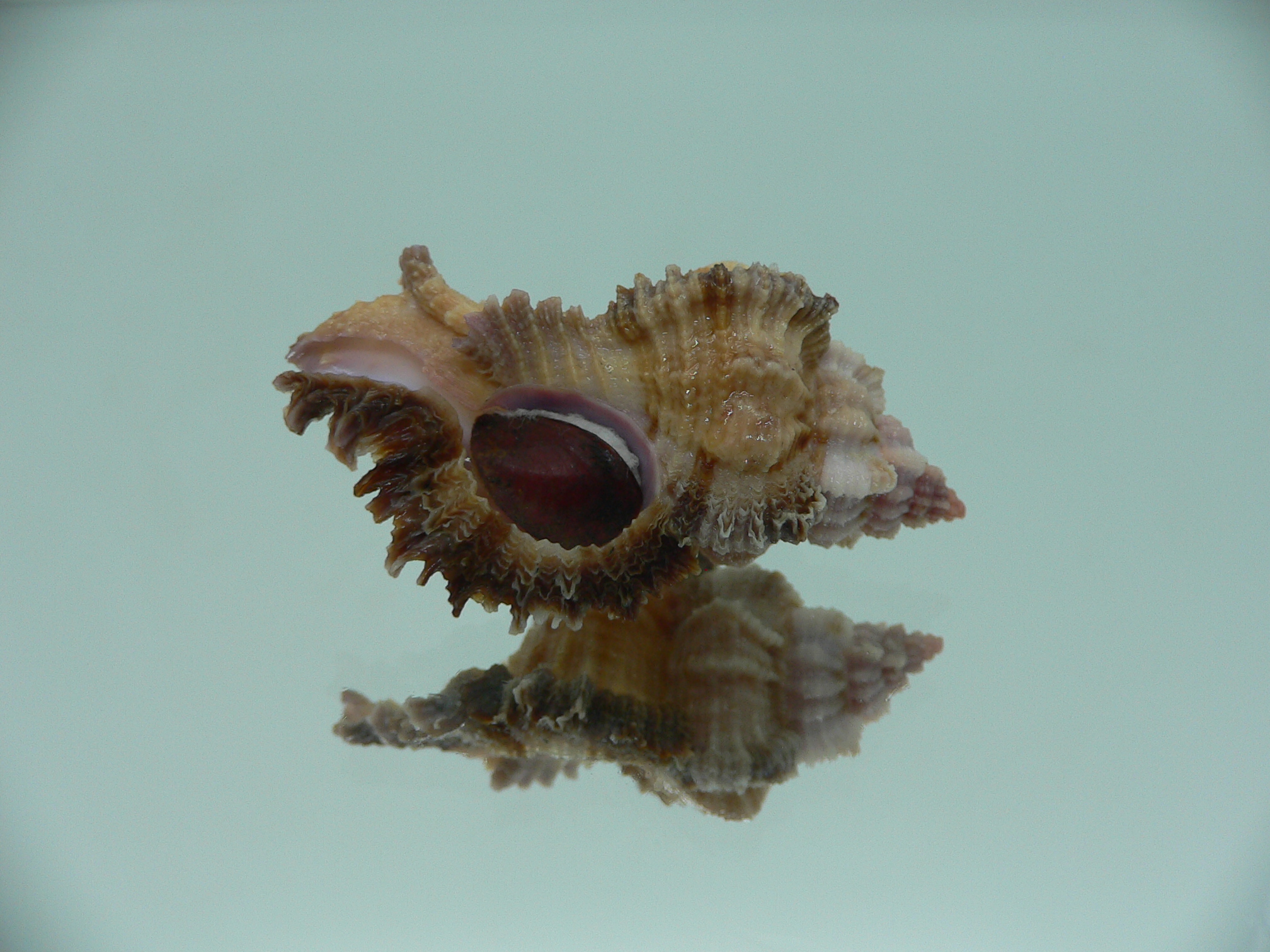 Chicomurex laciniatus BICOLOR