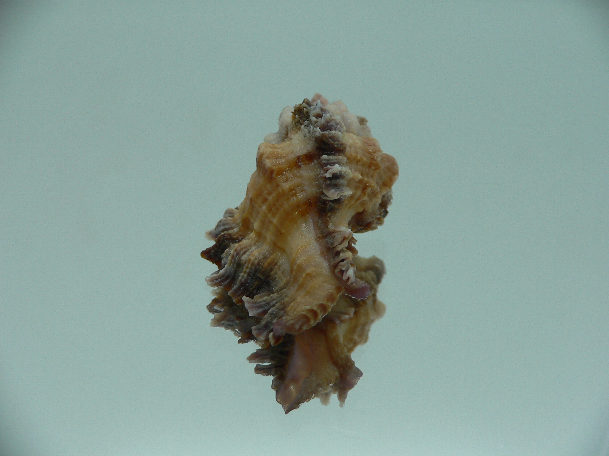 Chicomurex laciniatus BICOLOR