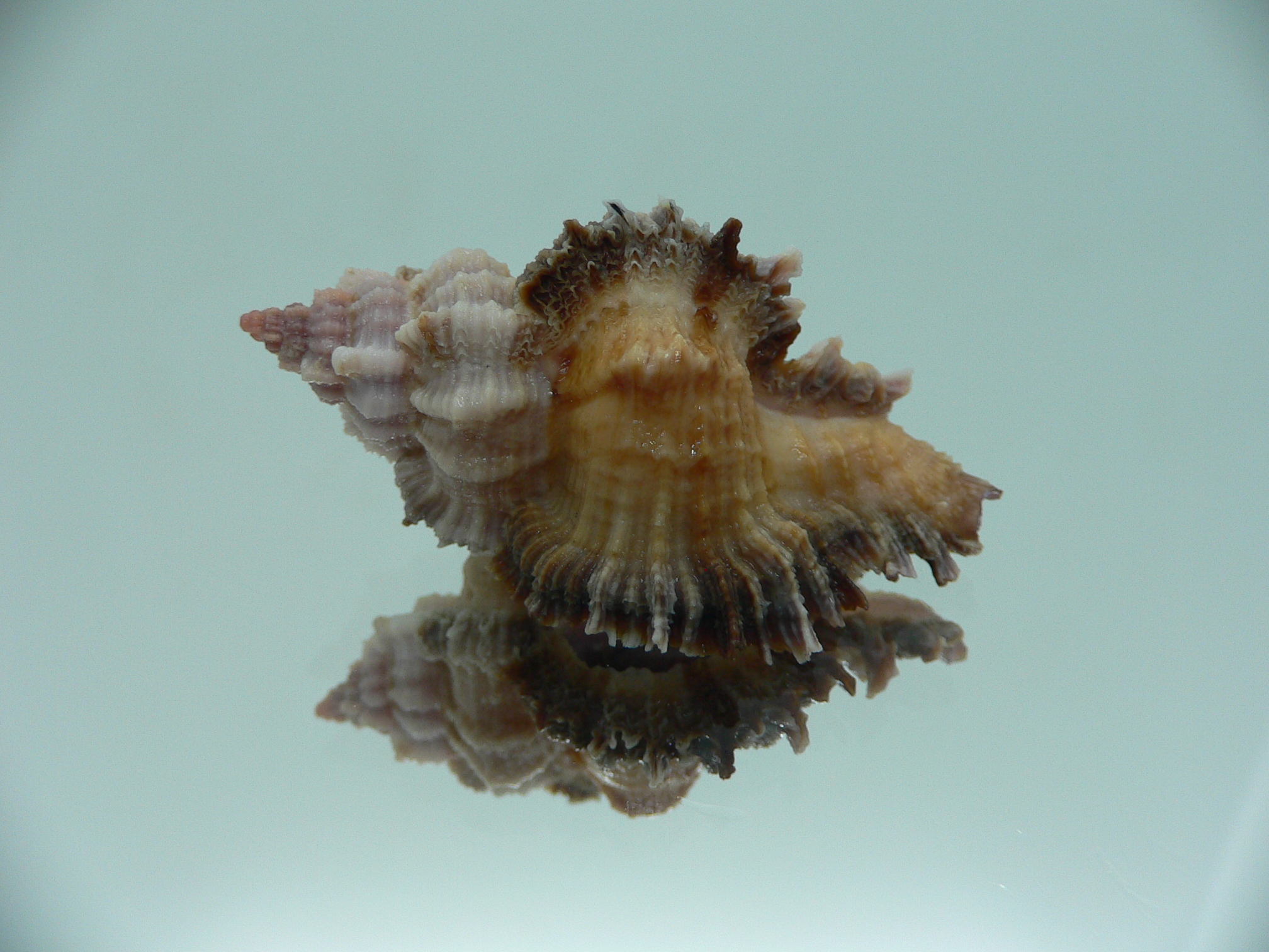 Chicomurex laciniatus BICOLOR