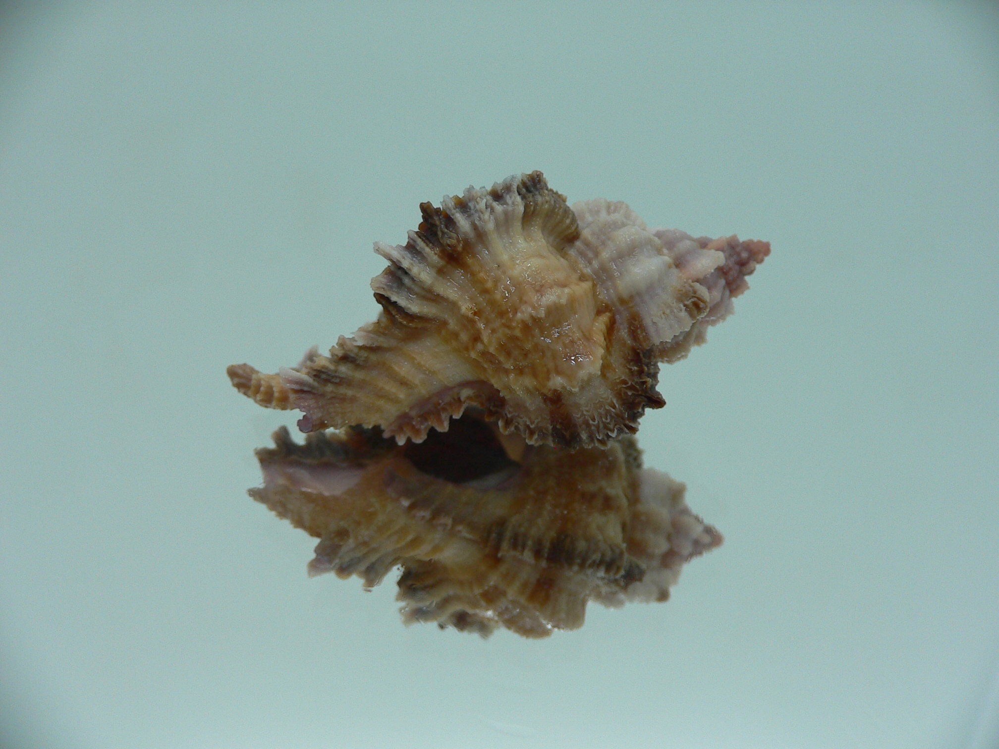 Chicomurex laciniatus BICOLOR