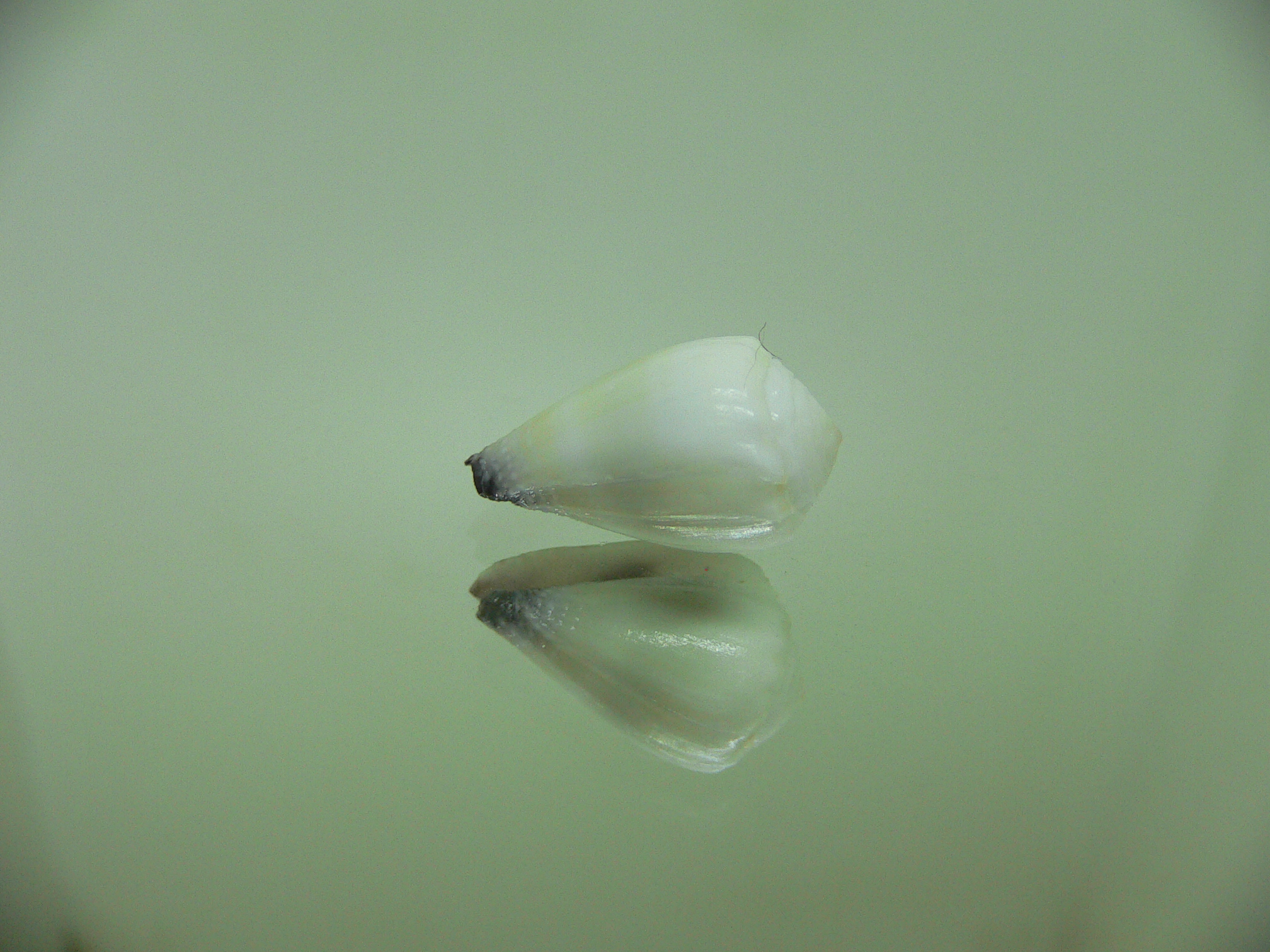 Conus sponsalis WHITE