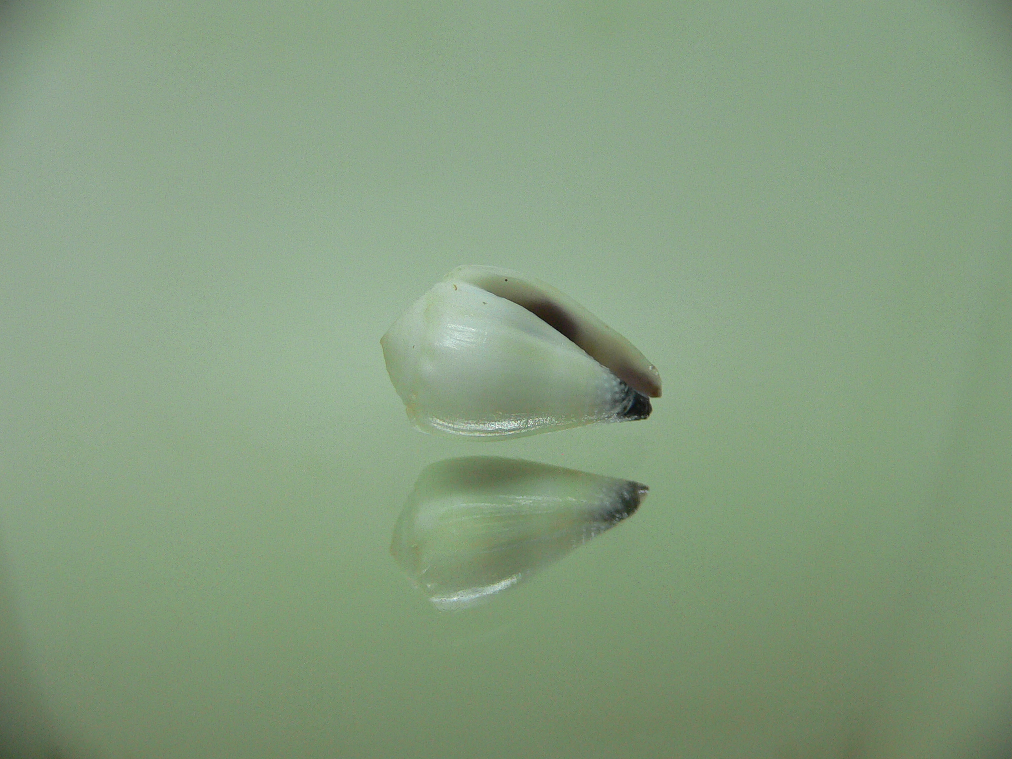 Conus sponsalis WHITE