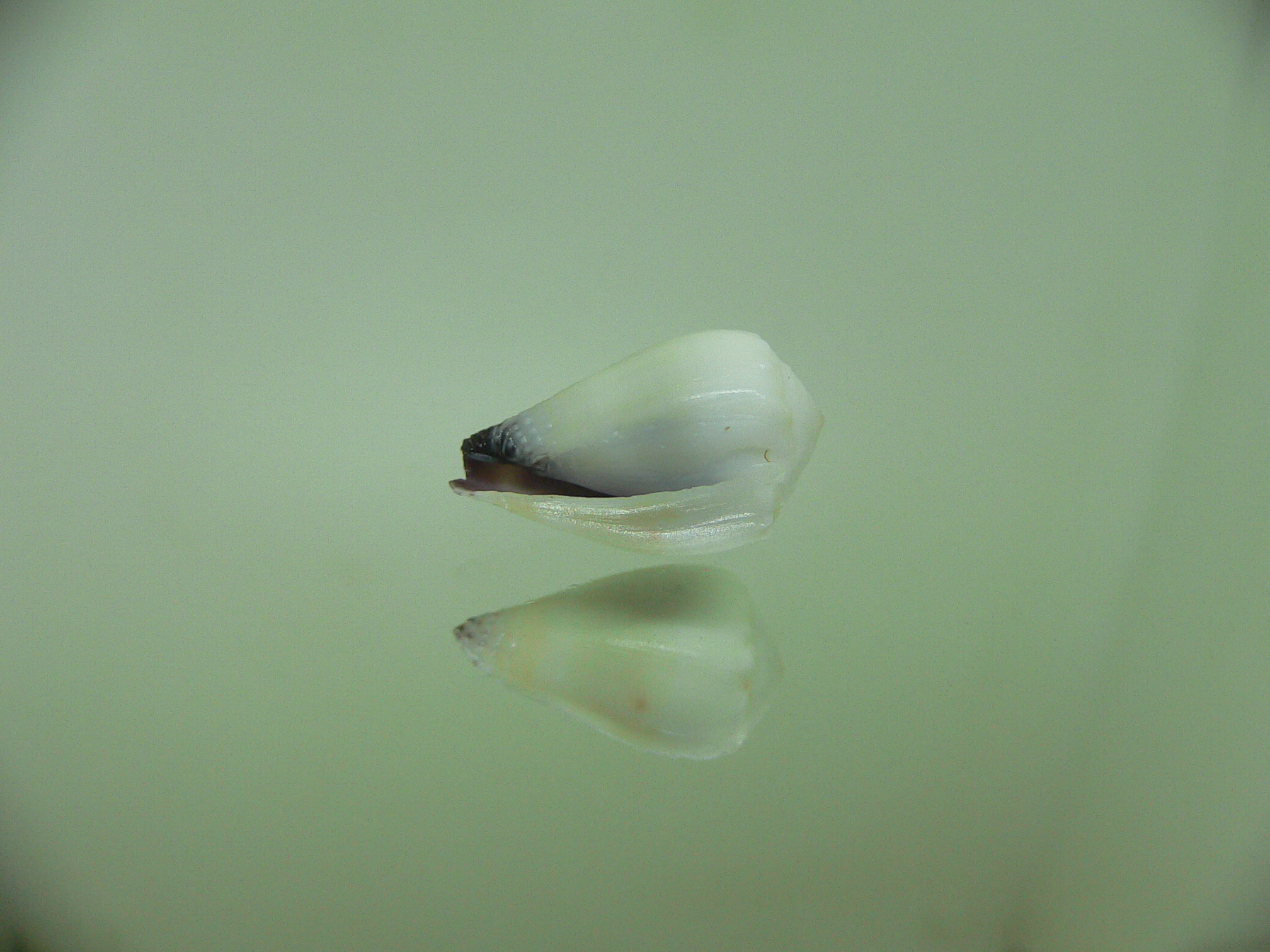 Conus sponsalis WHITE