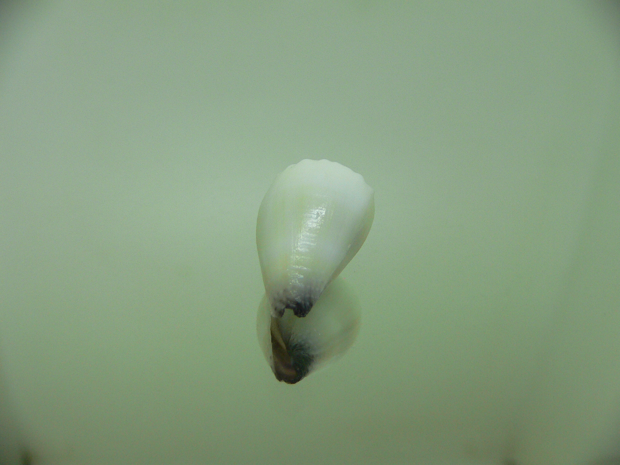 Conus sponsalis WHITE