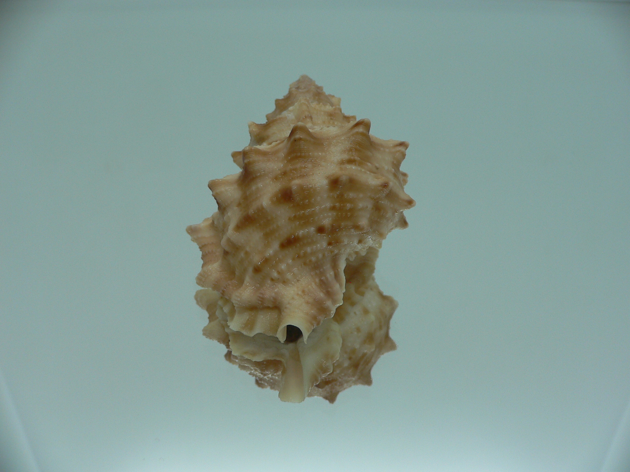 Korrigania fosteri