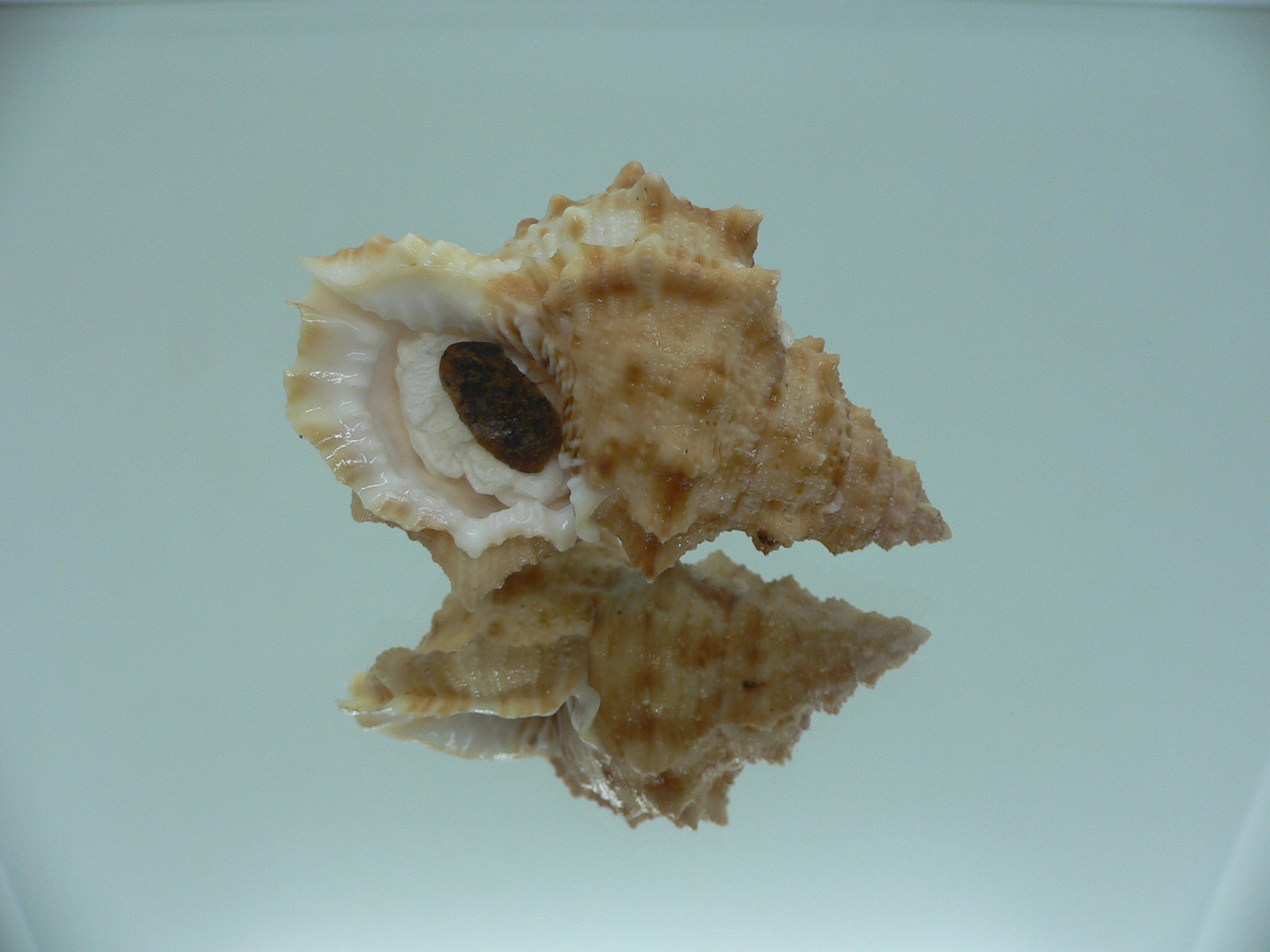 Korrigania fosteri