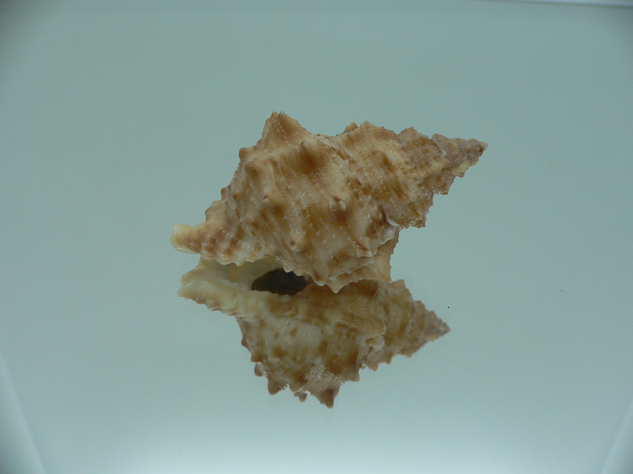 Korrigania fosteri
