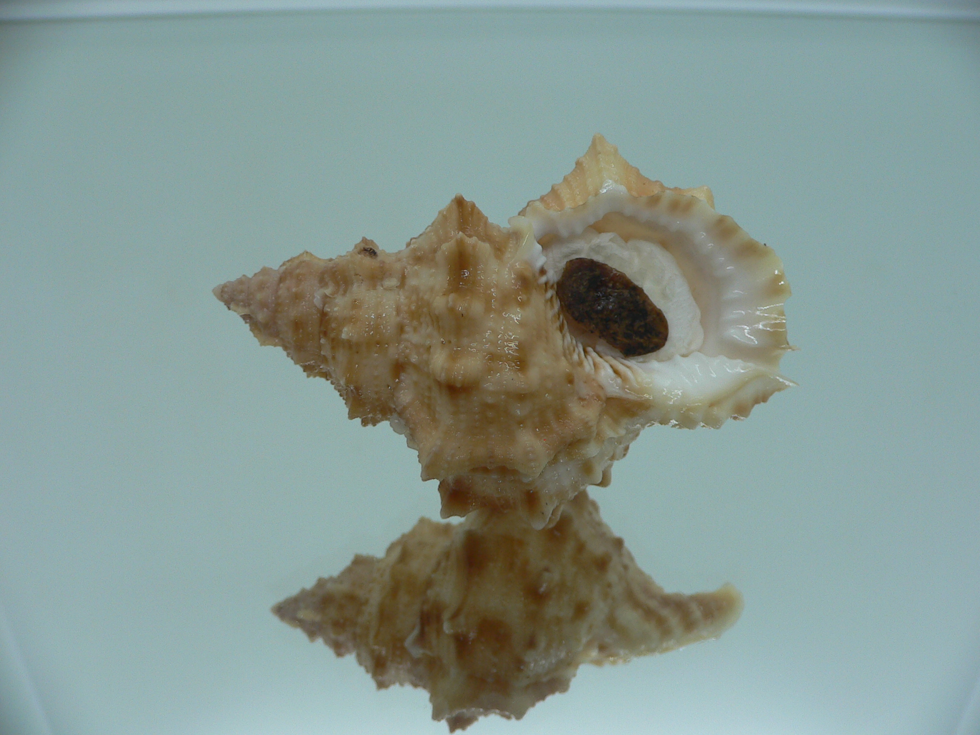 Korrigania fosteri