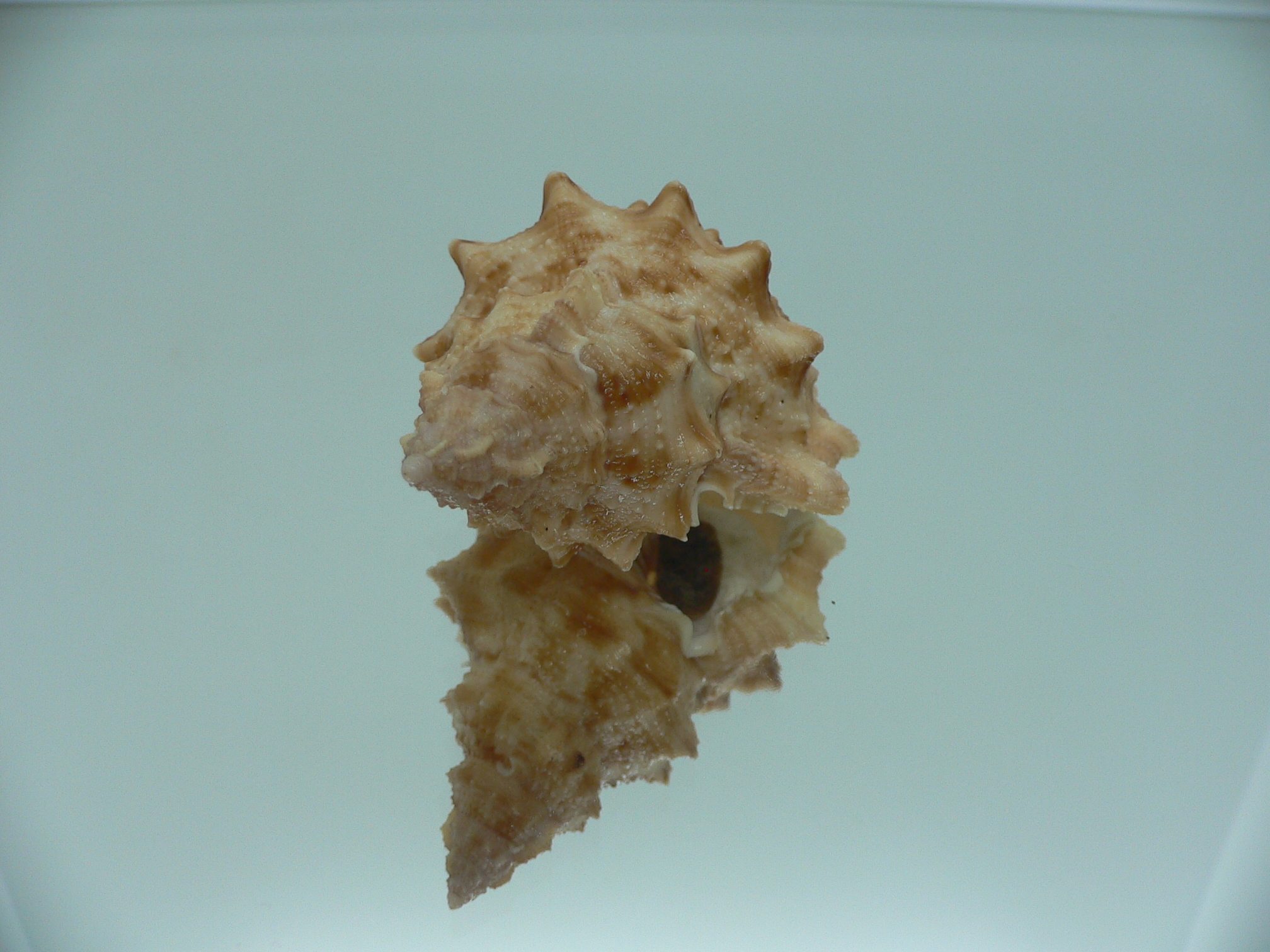 Korrigania fosteri