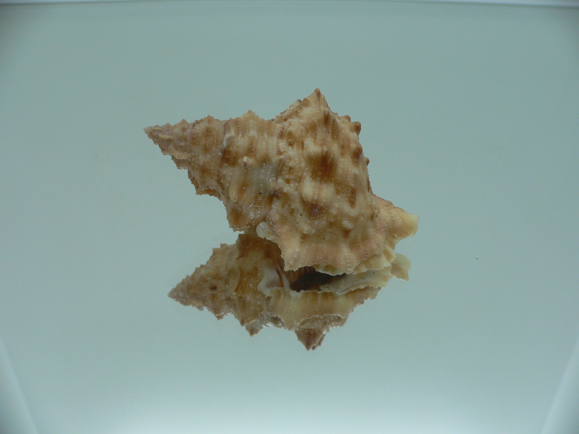 Korrigania fosteri