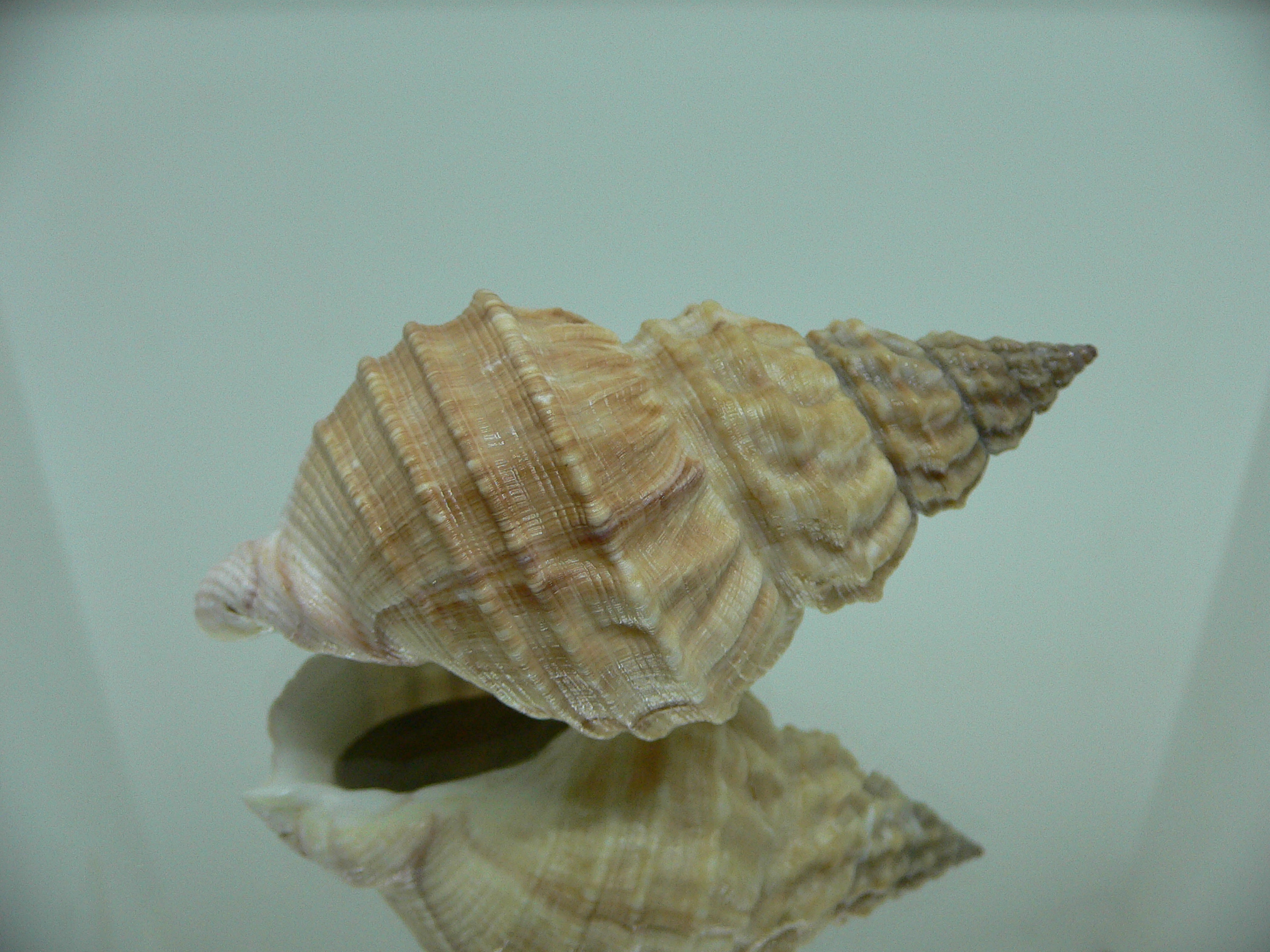 Buccinum verkruzeni COLOR DWARF