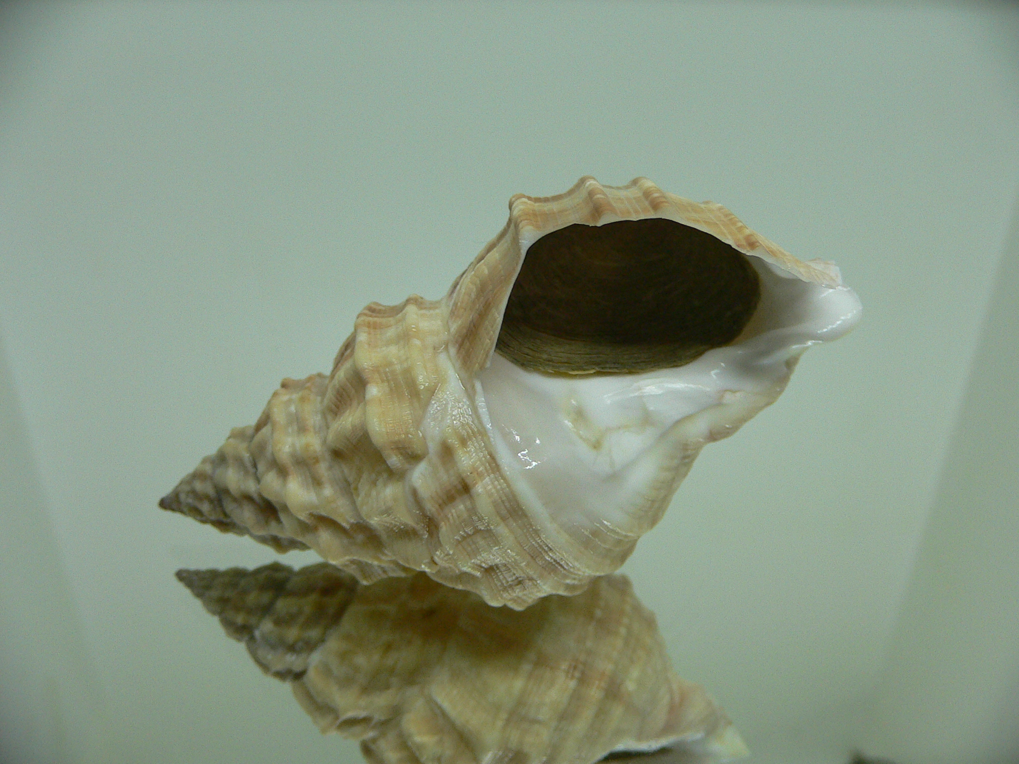 Buccinum verkruzeni COLOR DWARF