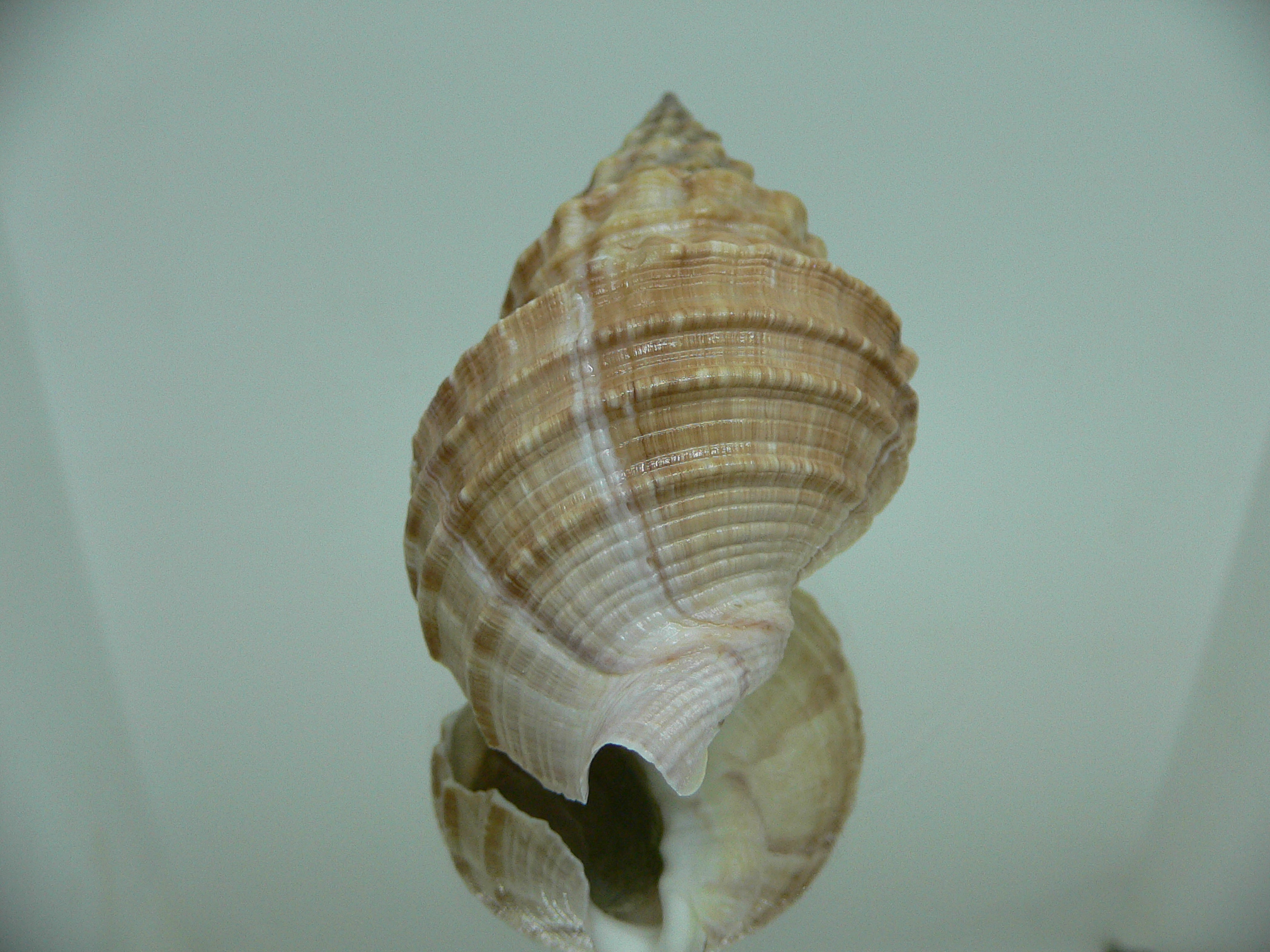 Buccinum verkruzeni COLOR DWARF