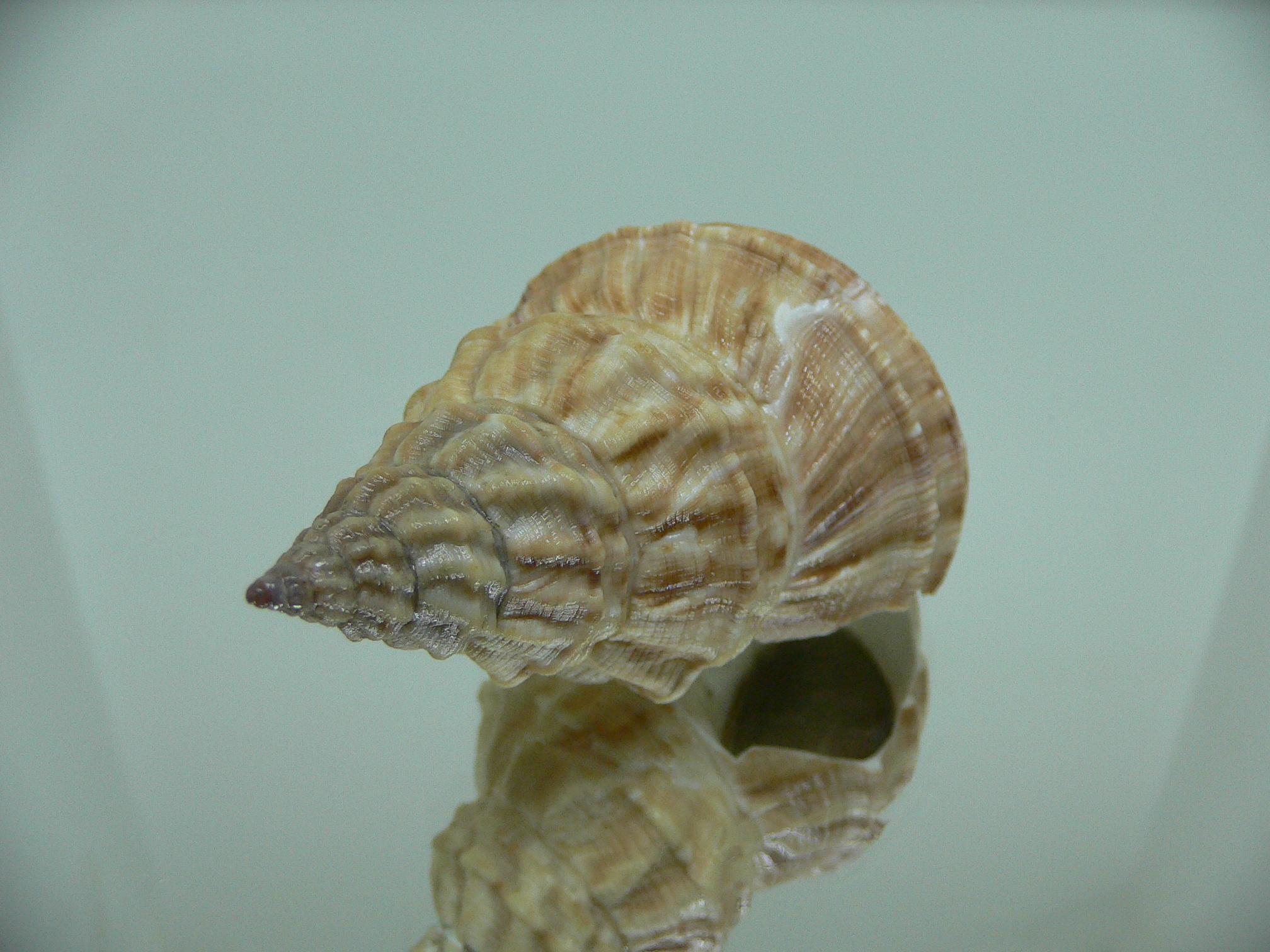 Buccinum verkruzeni COLOR DWARF