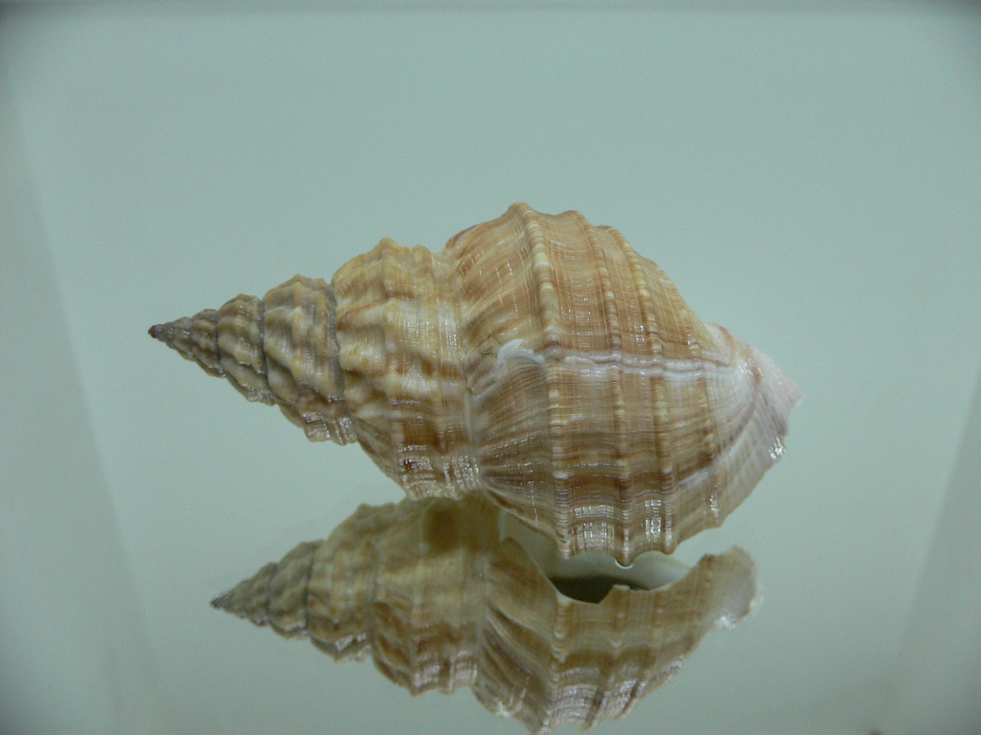 Buccinum verkruzeni COLOR DWARF