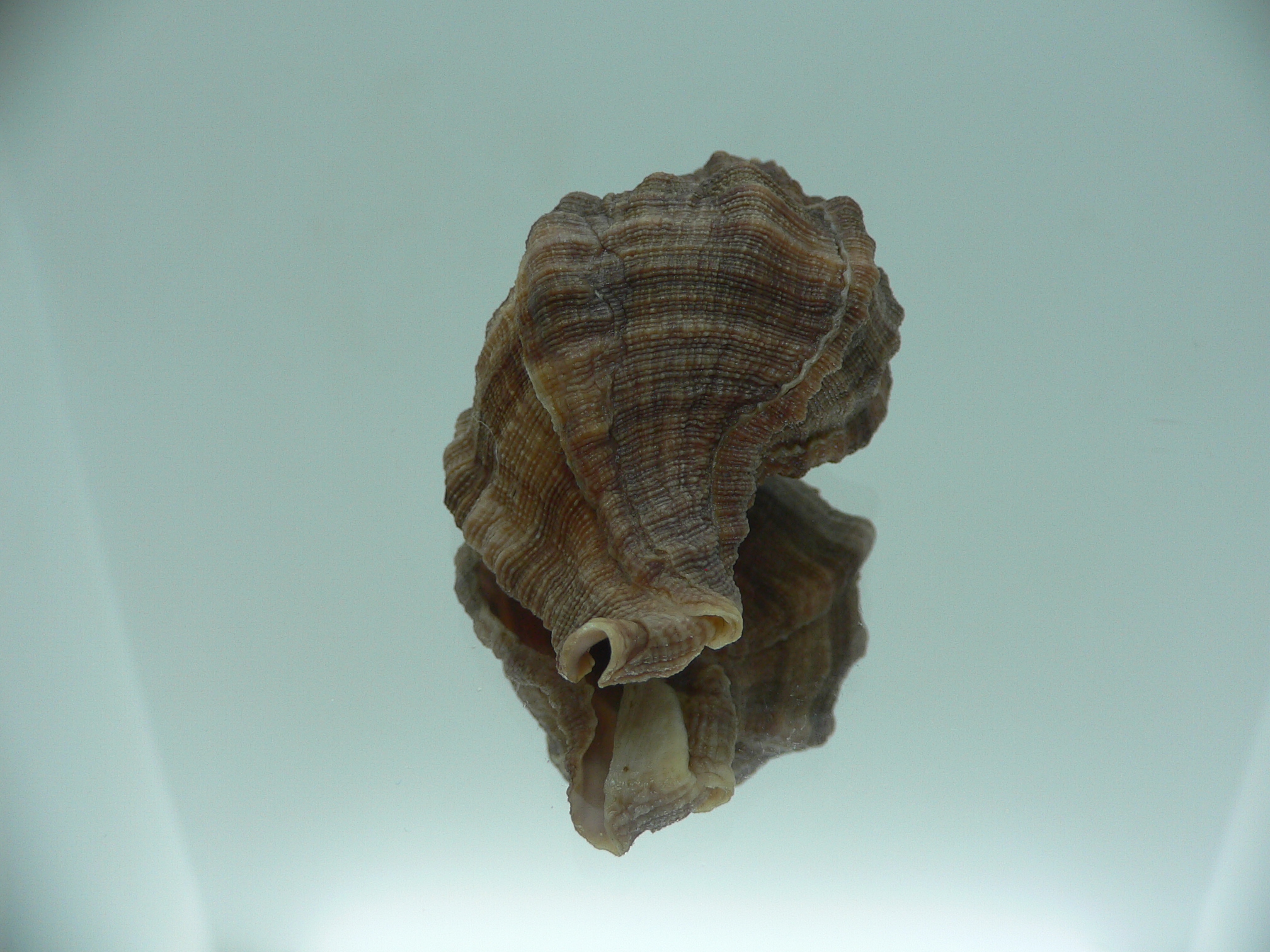 Hexaplex trunculus trunculus DARK