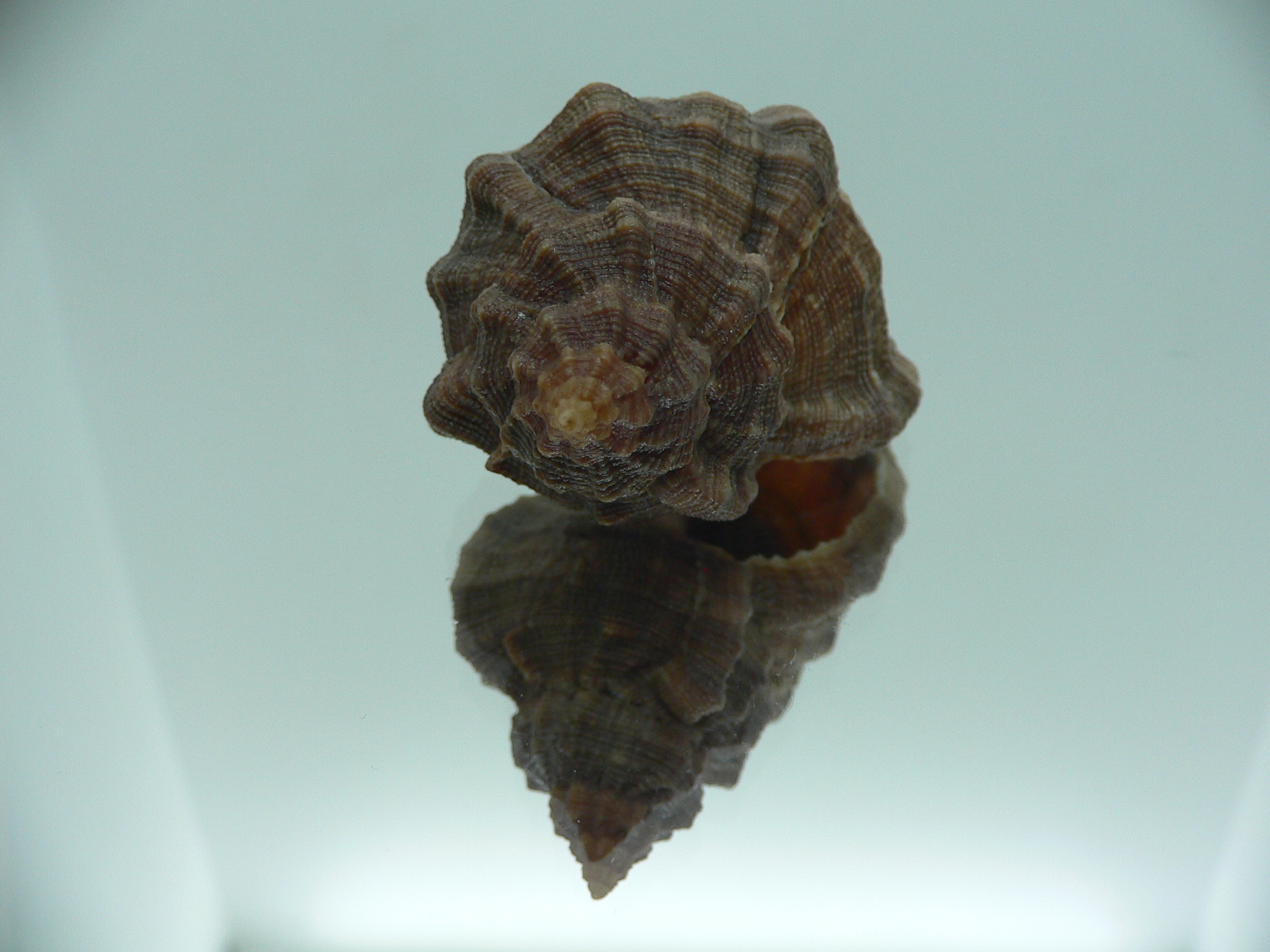 Hexaplex trunculus trunculus DARK