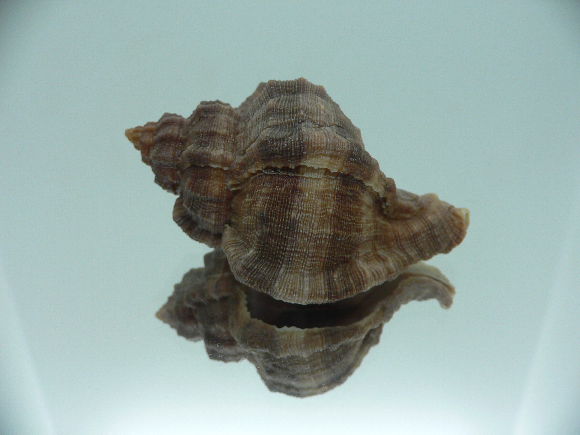 Hexaplex trunculus trunculus DARK