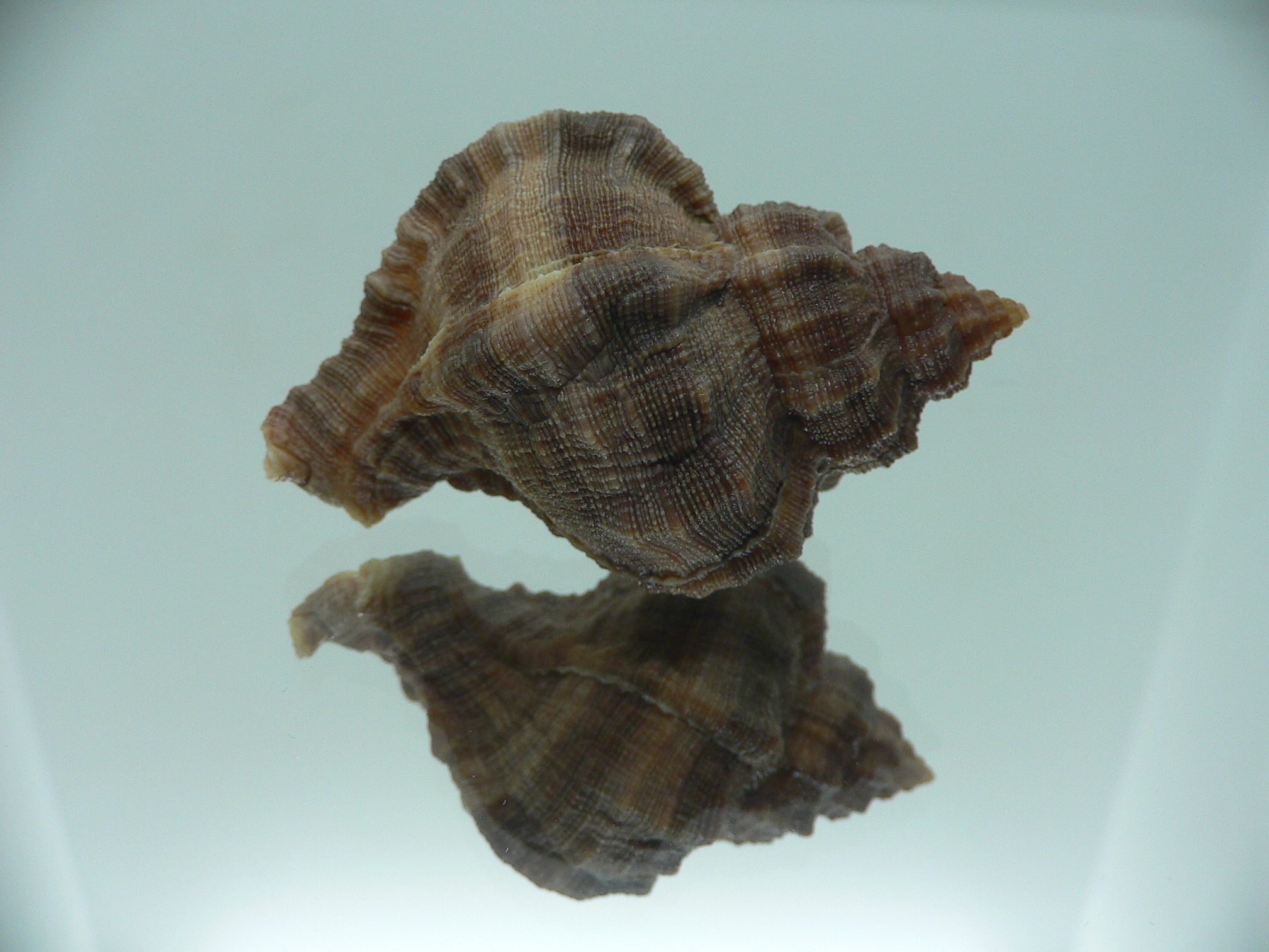 Hexaplex trunculus trunculus DARK