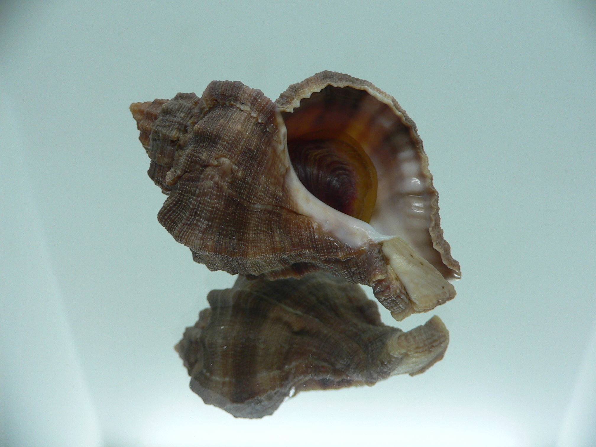 Hexaplex trunculus trunculus DARK