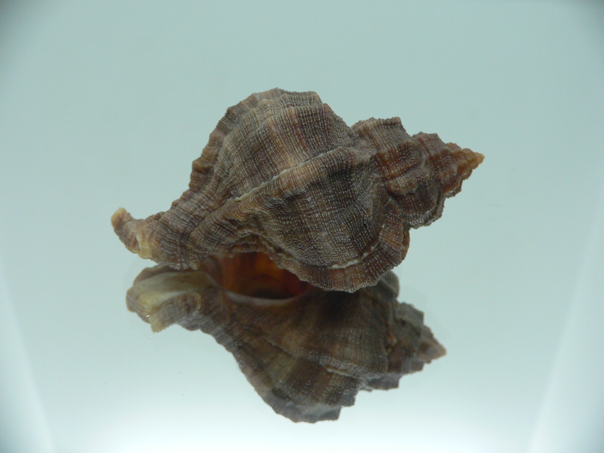 Hexaplex trunculus trunculus DARK