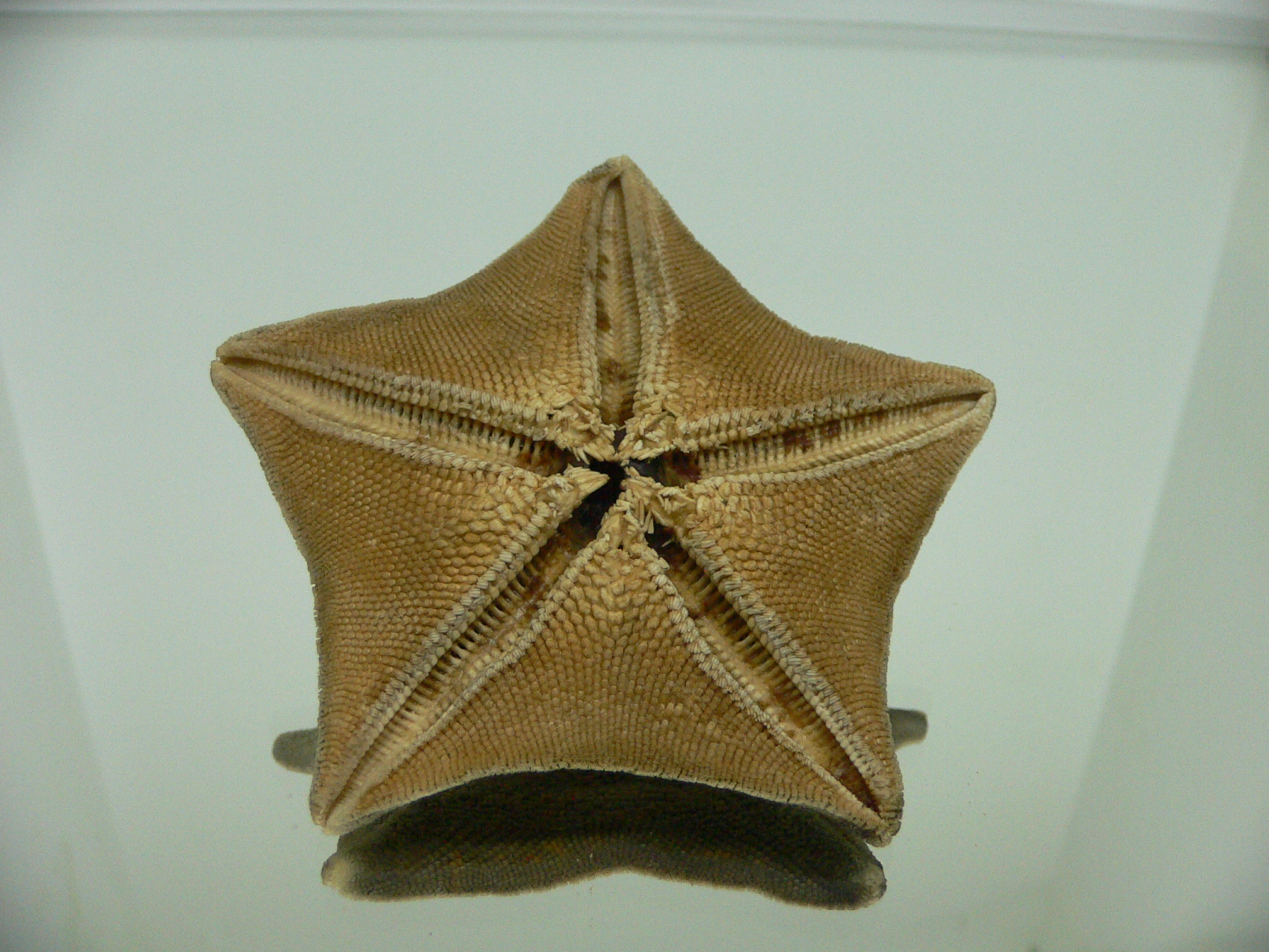 Patiria pectinifera 4