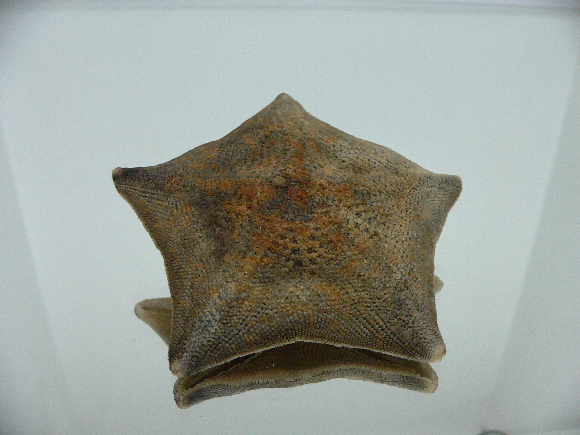 Patiria pectinifera 4