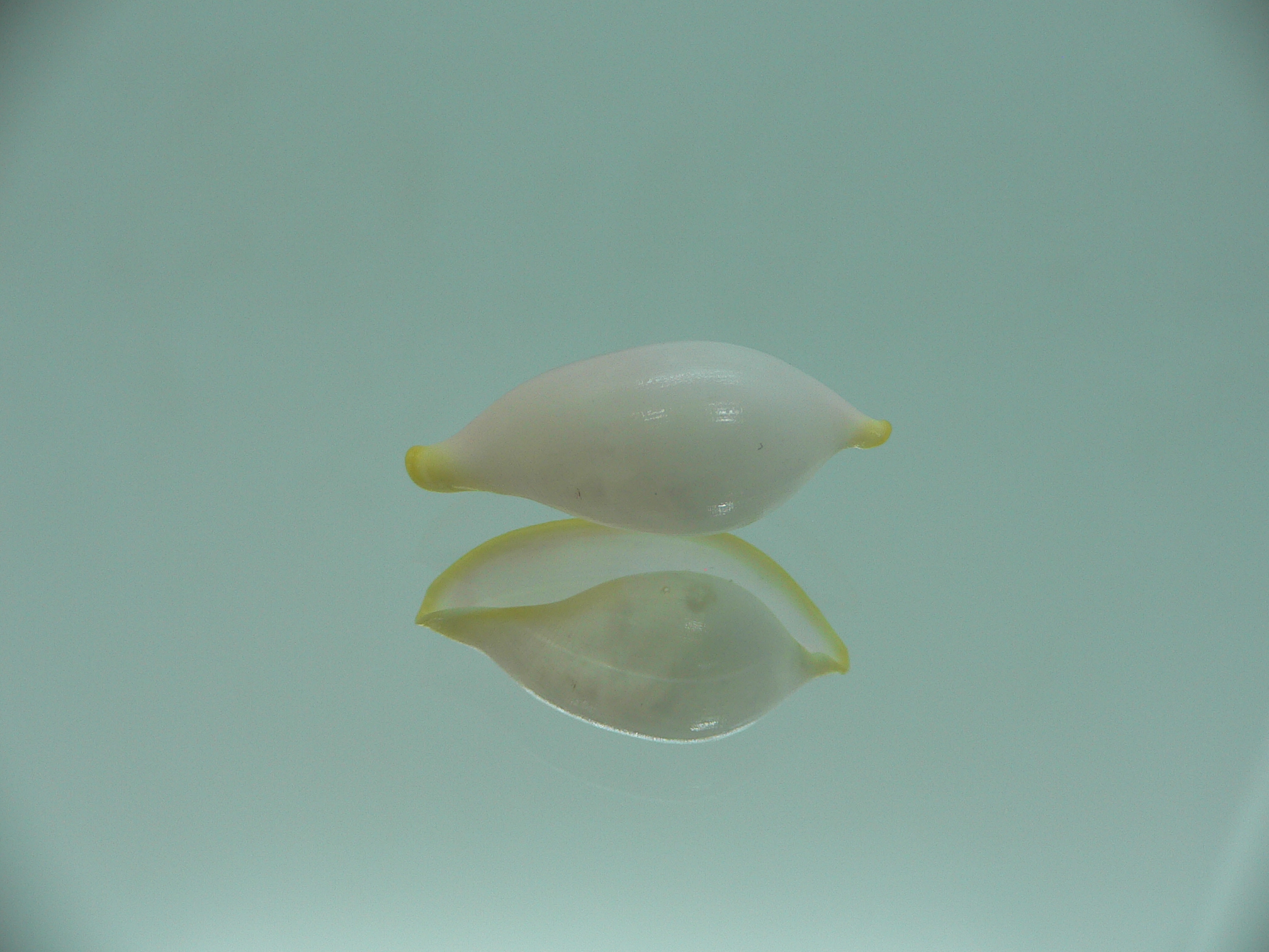 Contrasimnia xanthochila 4