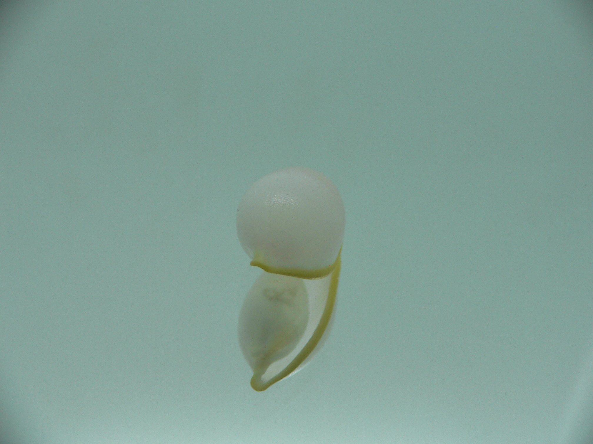 Contrasimnia xanthochila 4